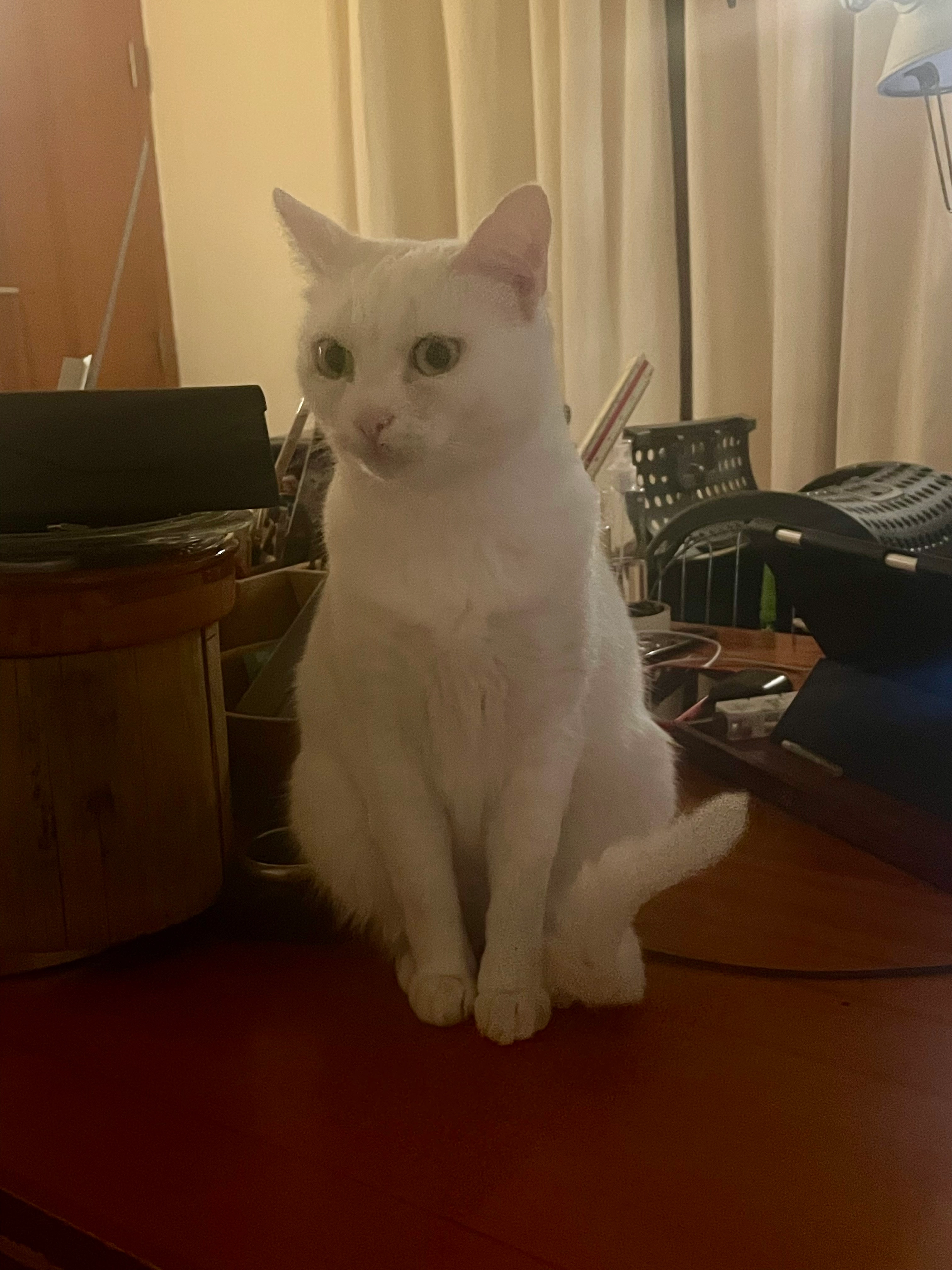 Deisy - Plaza Paseito Ramiro, Alicante