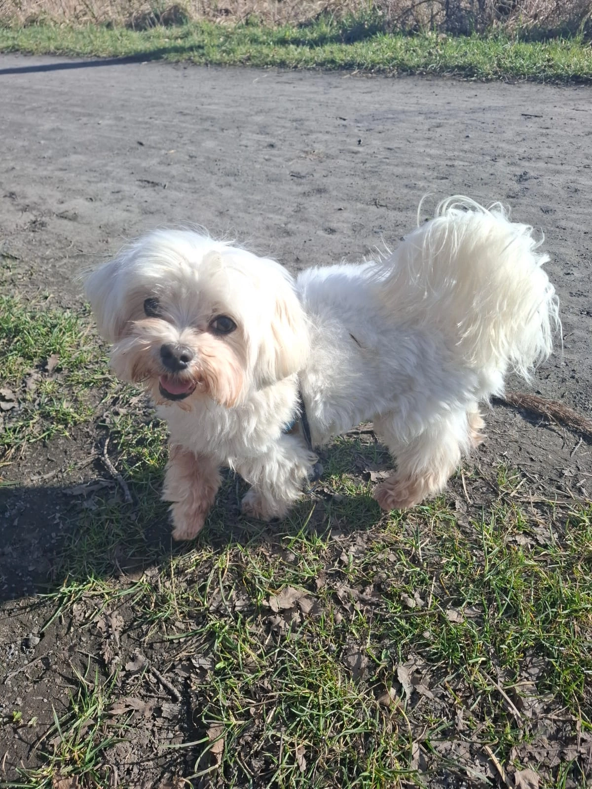 Tommy - Cleene Laene, Jabbeke