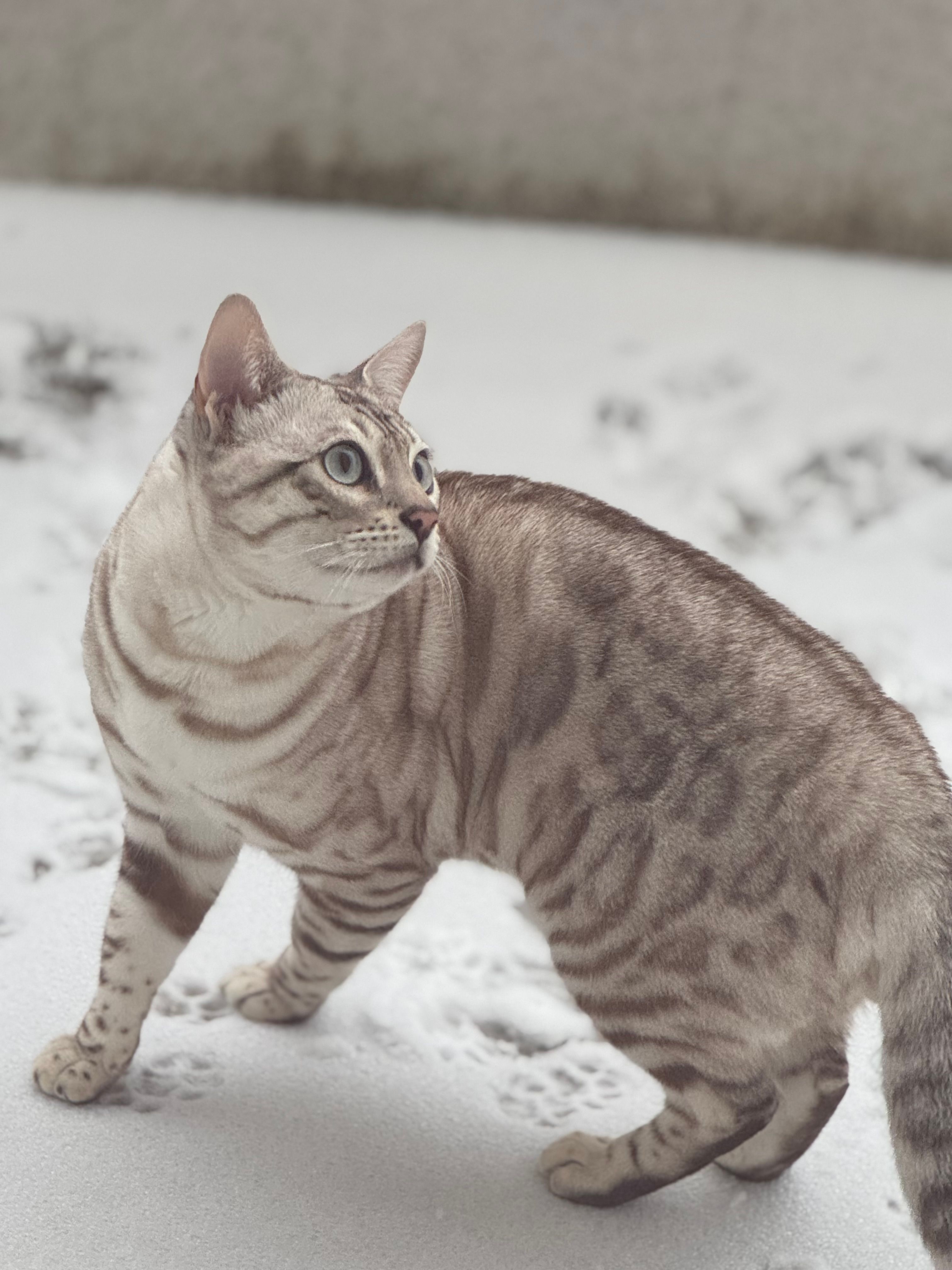 Lumi - Idapõllu Tee, Viimsi