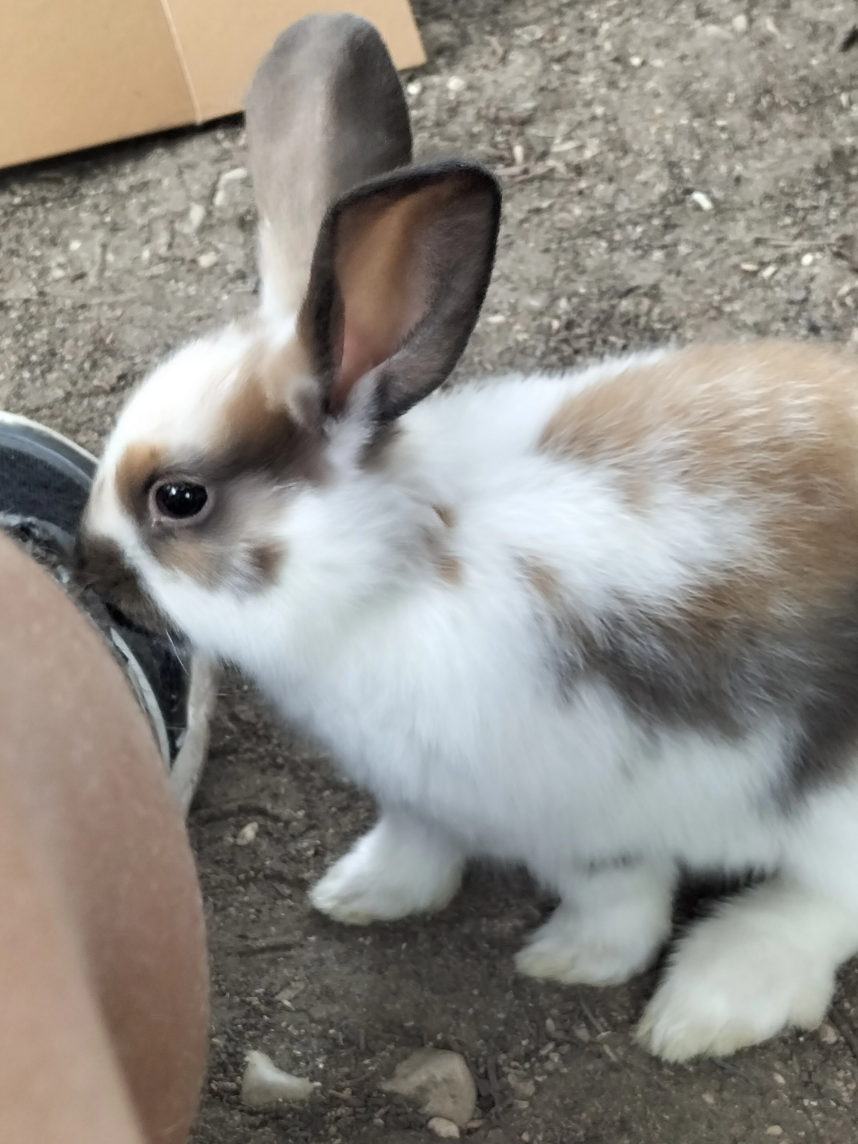 Hope - 40 Boulevard Frédéric Mistral, Villeneuve-lès-Avignon