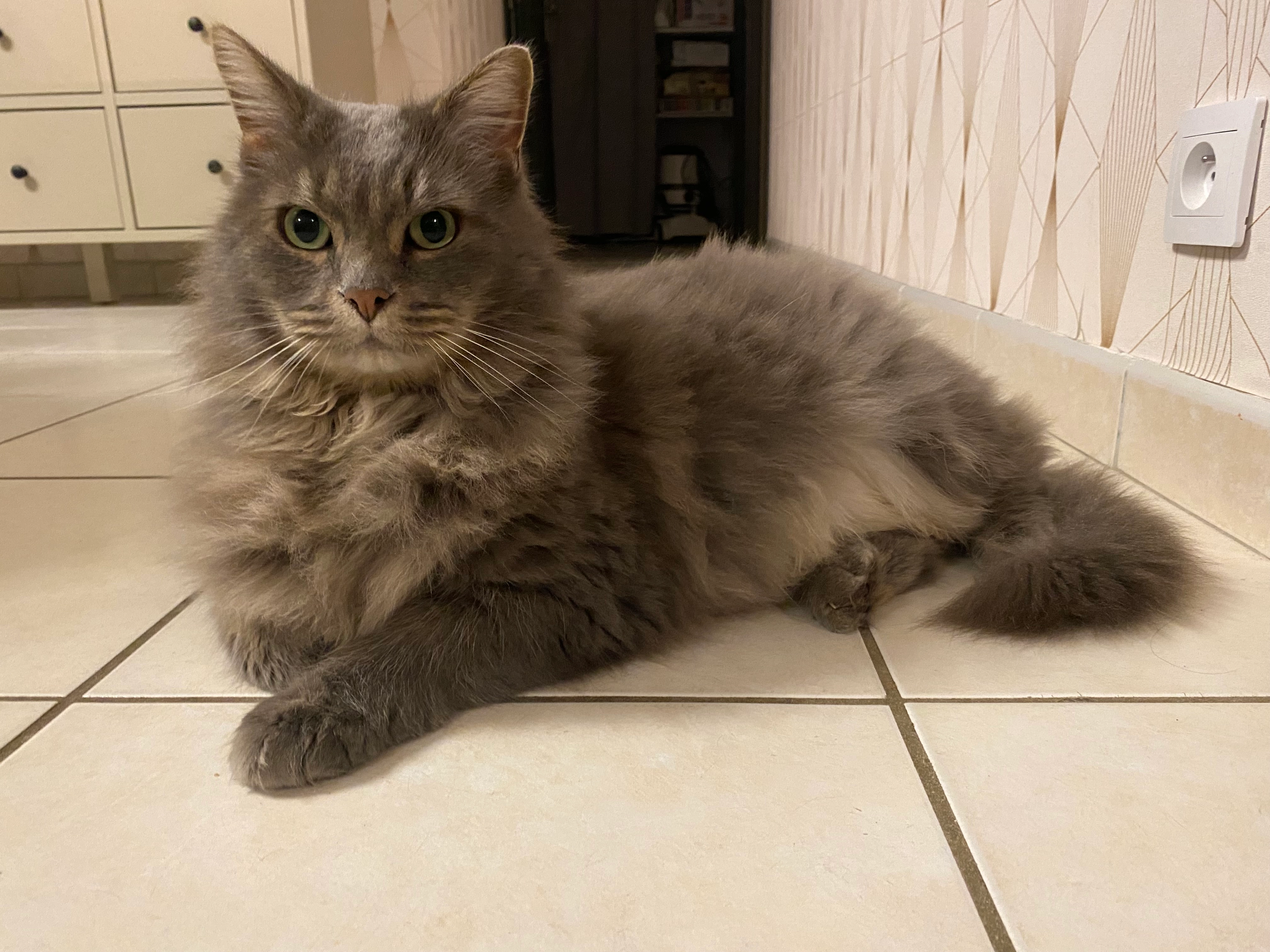 Hodor - 43 Rue de l'Aireau Douet, La Chapelle-aux-Naux