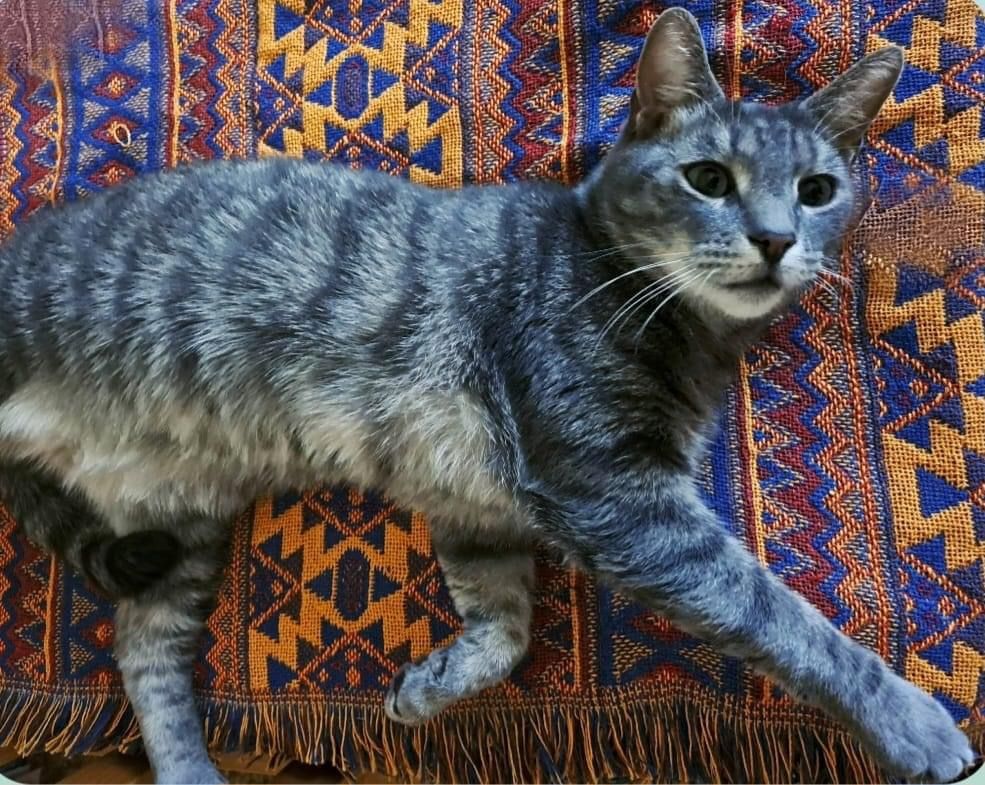 Jesse - Long Acre, Mablethorpe and Sutton