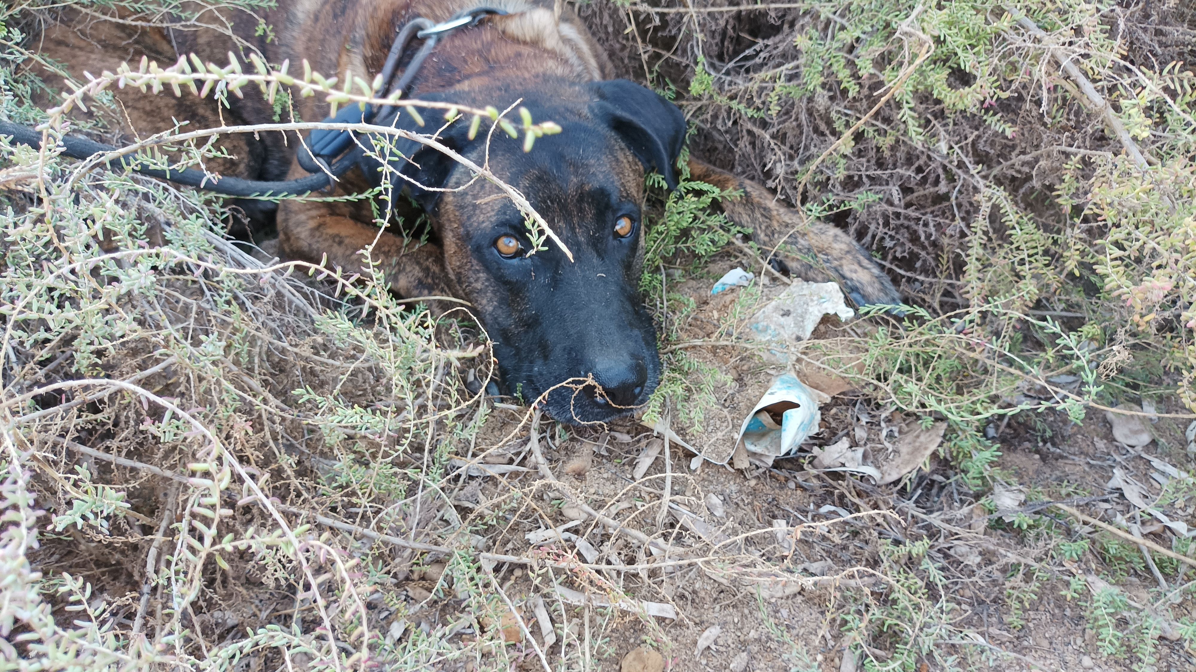 Eron - 25 Rue des Tilleuls, Béziers