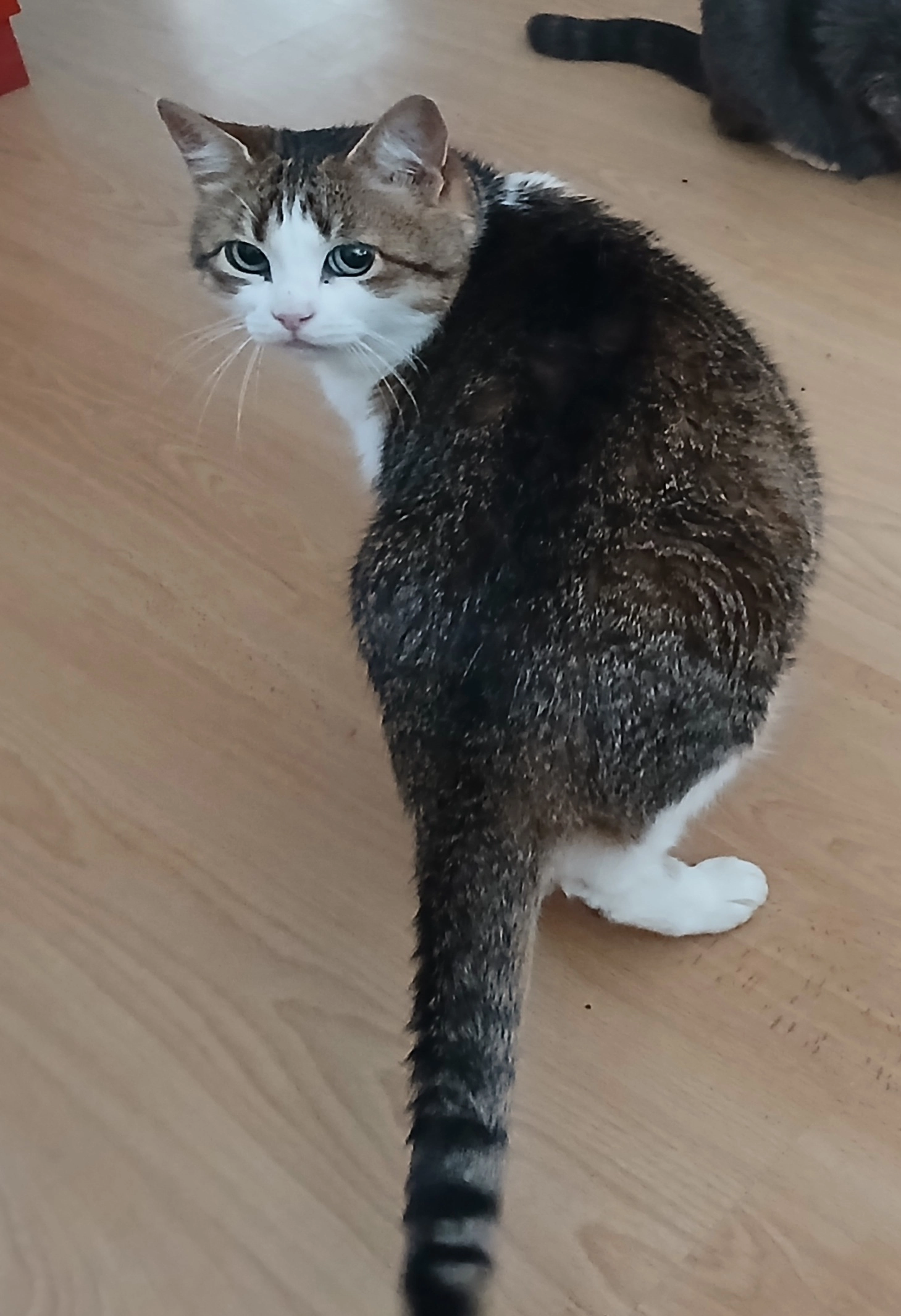 Tim - Rue Saint-Martin, Argentan