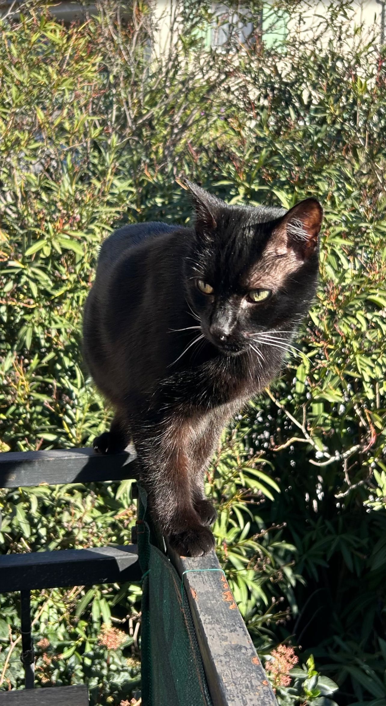 Opal - 126 Boulevard du Mont des Roses, Bormes-les-Mimosas