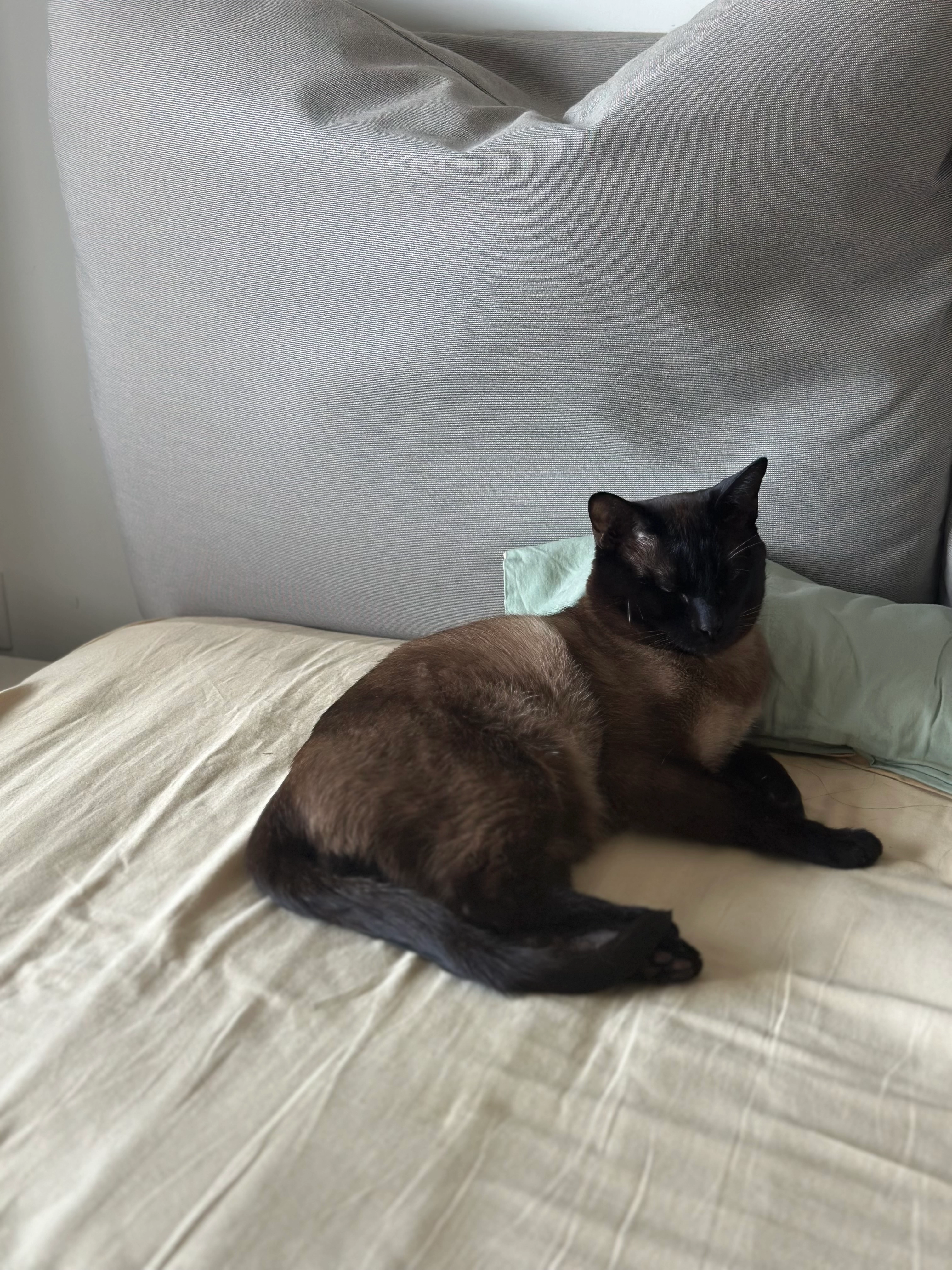 Shandian - W91, Naas