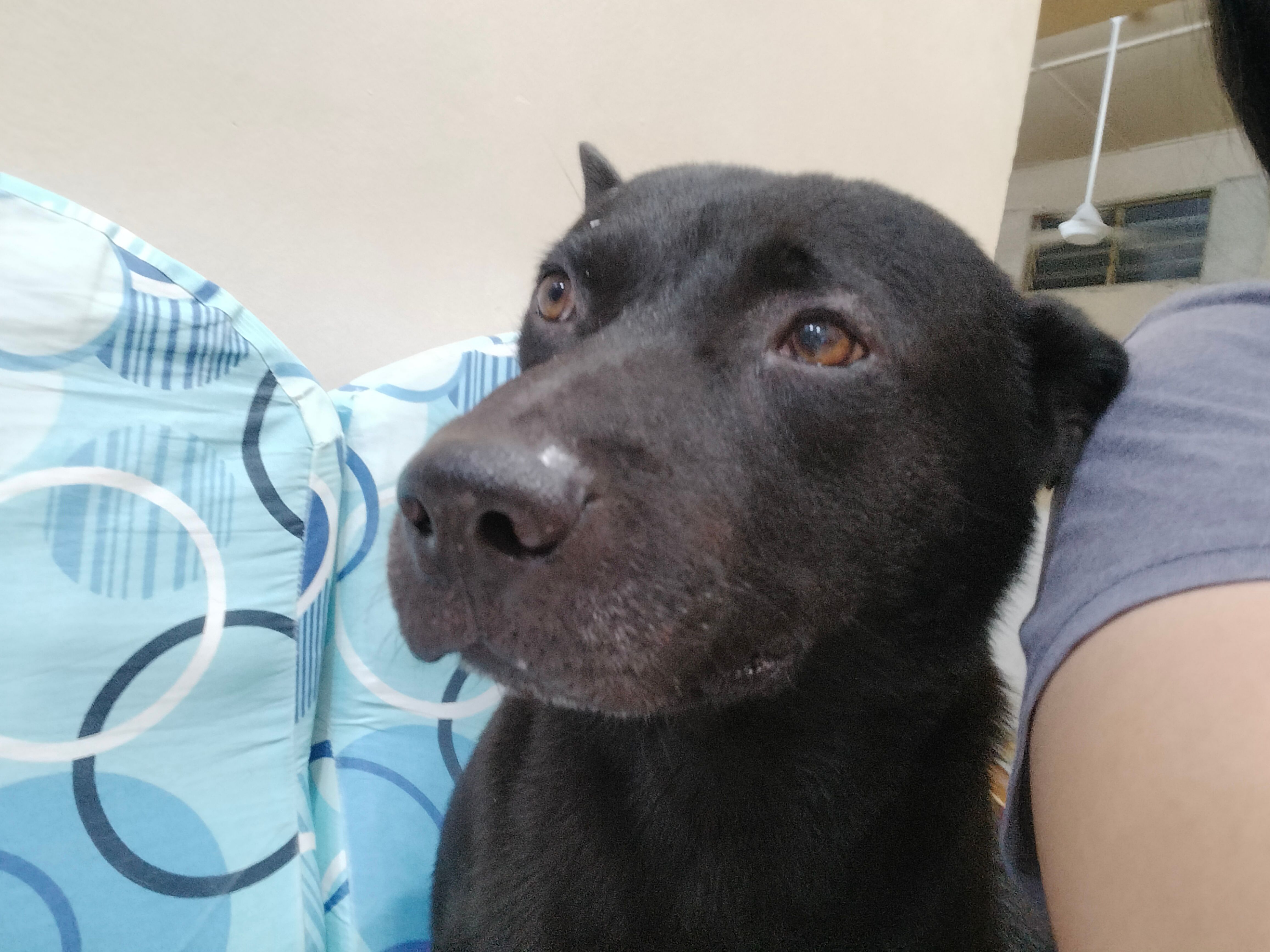 Duo duo - 45000, Kuala Selangor