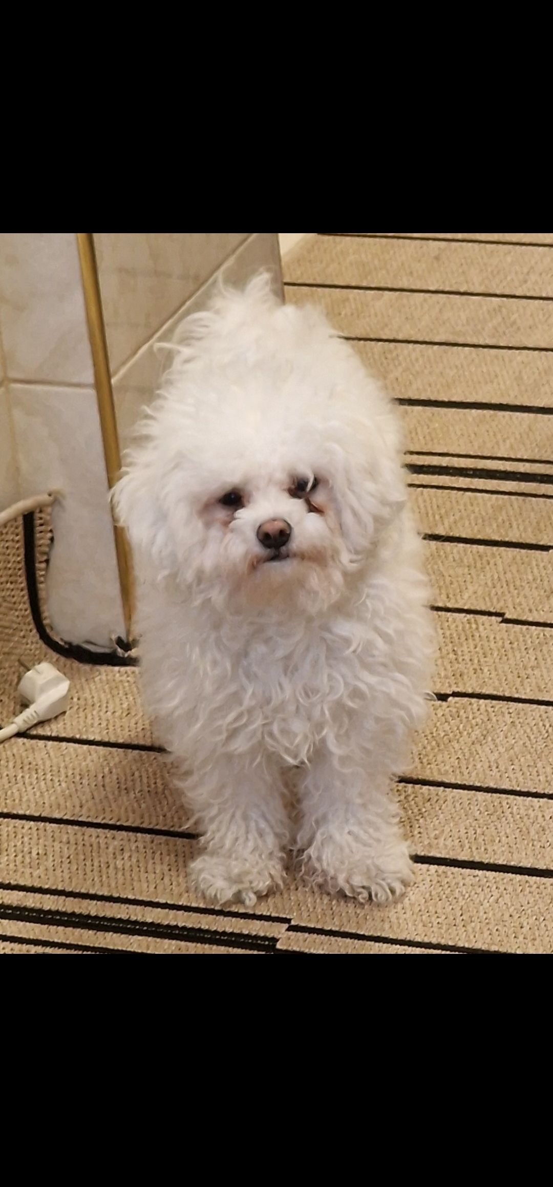 Pufi - Rue Vandermeersch, Schaerbeek