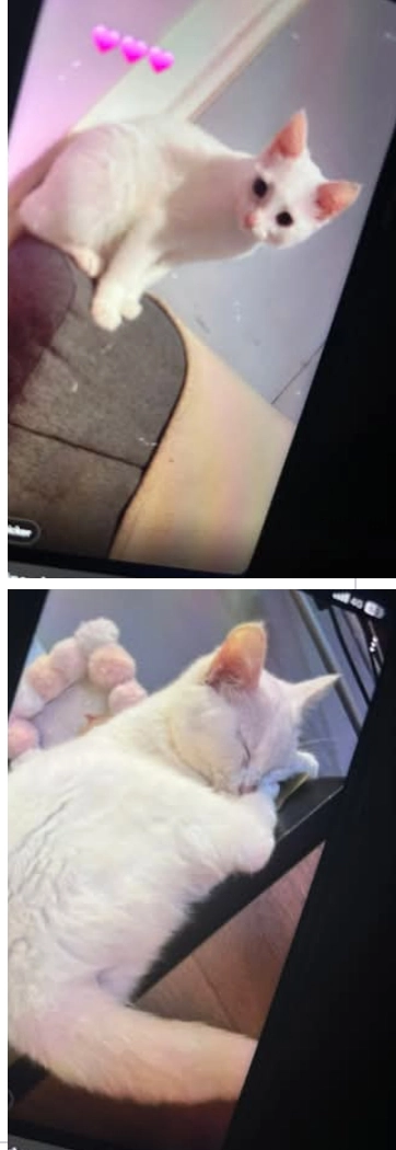 Neige - Rue Guy De Maupassant, Dieppe