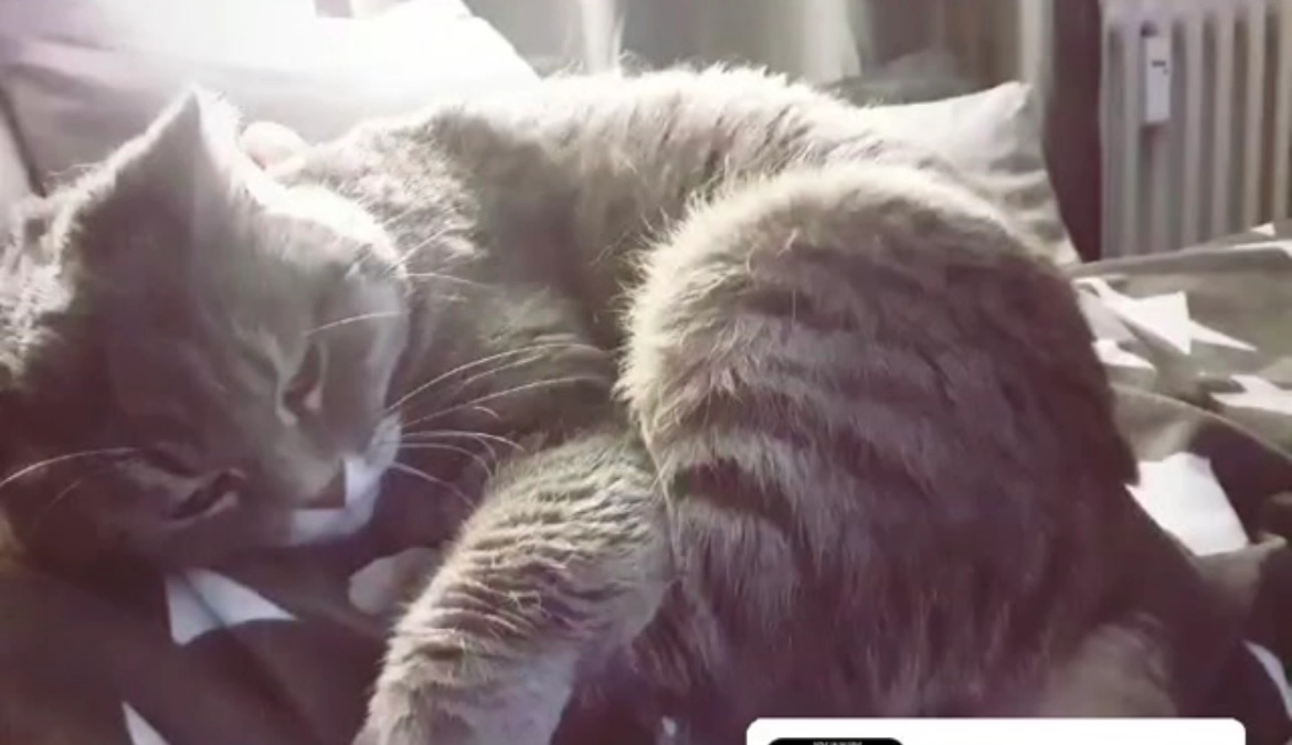 Kitti - 90766, Fürth