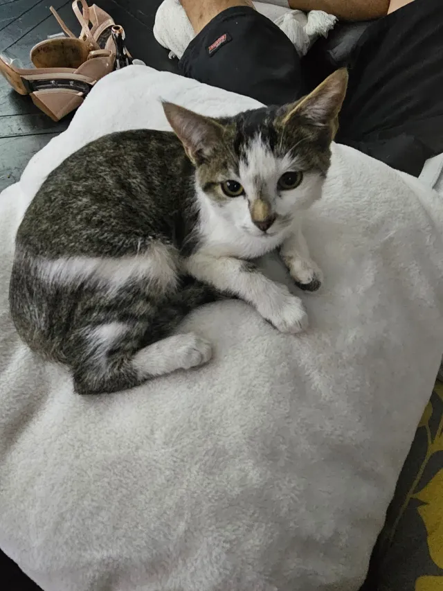 Meowmeow - 4424 W Tampion Ave, Santa Ana