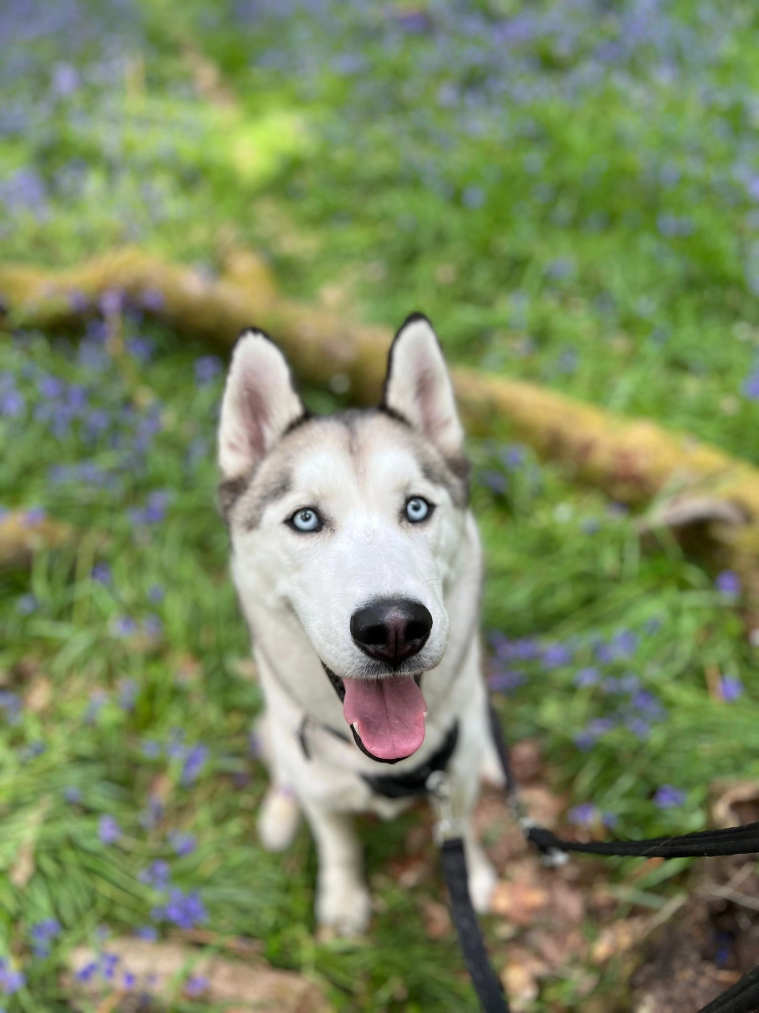 Atlas - Kidbrooke Grove, London