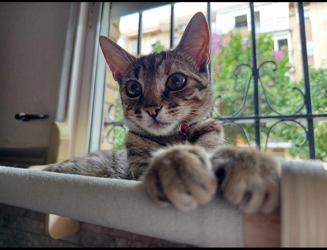 Loly - Calle Rafael Alberti, Albaida del Aljarafe