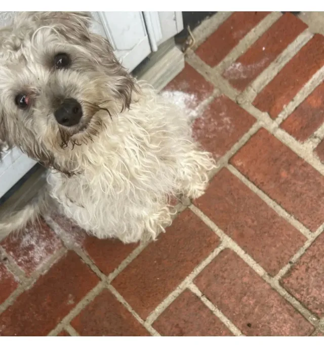 Peluchin - Giffords Lane, Staten Island
