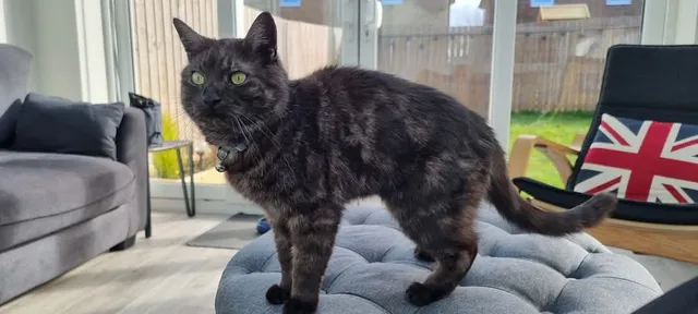 Smudge Holdsworth  - Lambert Road, Sunderland