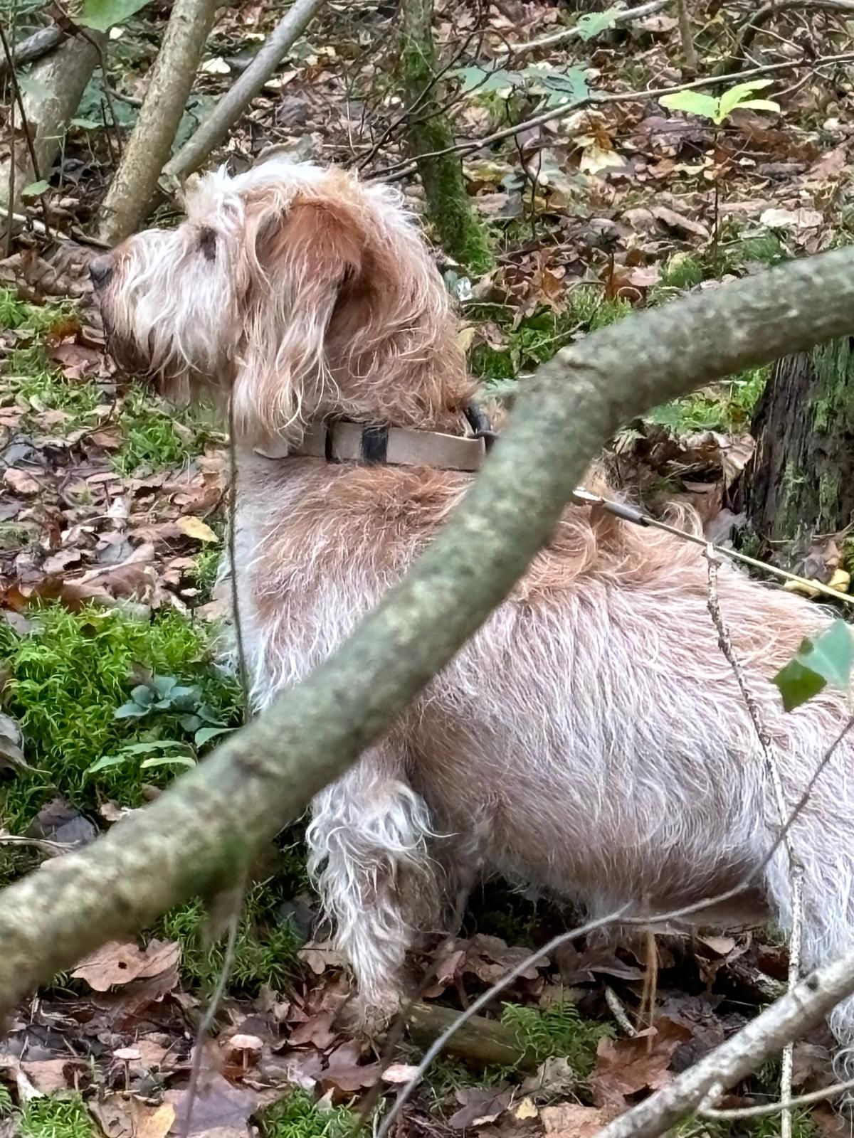 Fien - Duinweg, Noordwijk