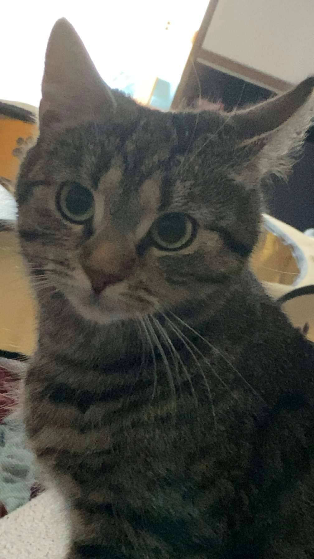 Alice - Carl-Orff-Straße, Rösrath