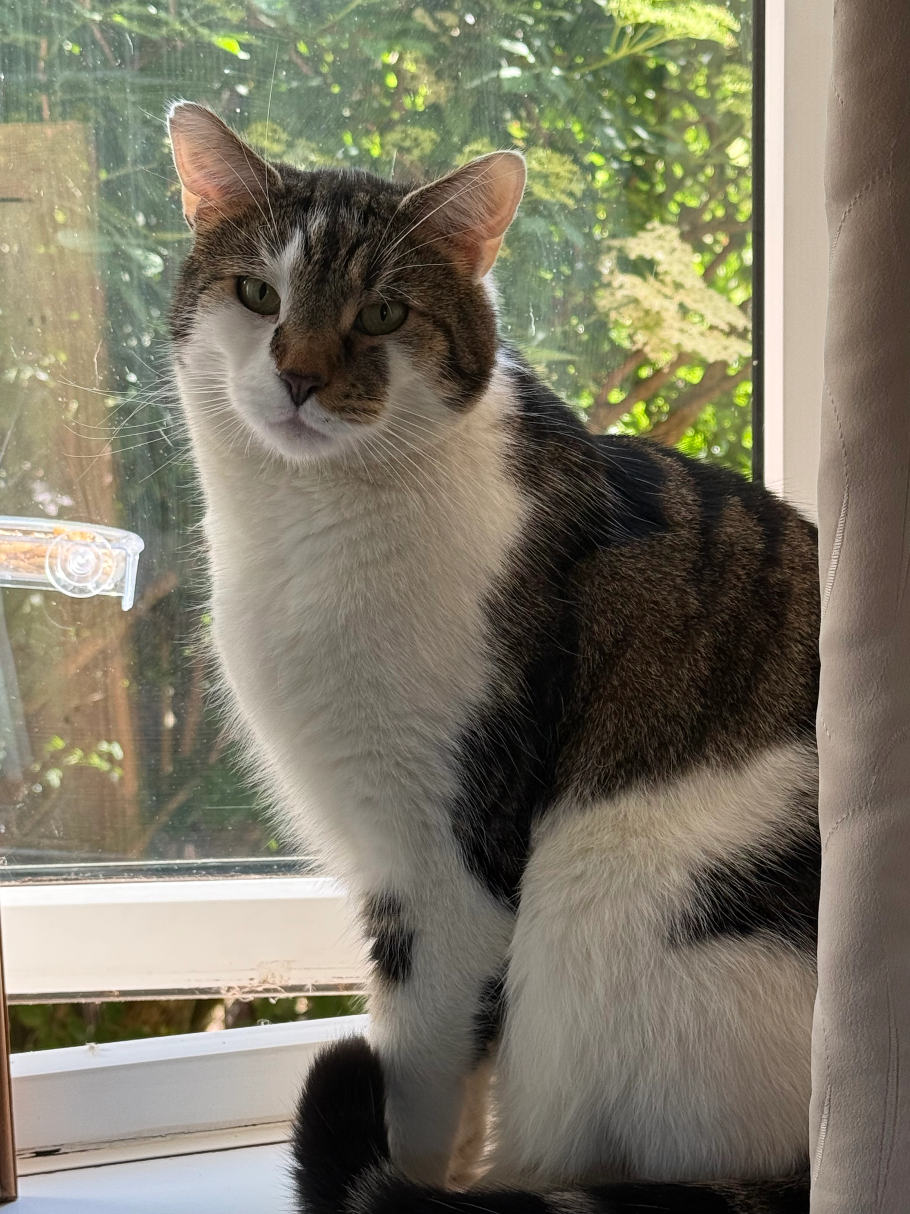 Oreo - Stour Green, Ely