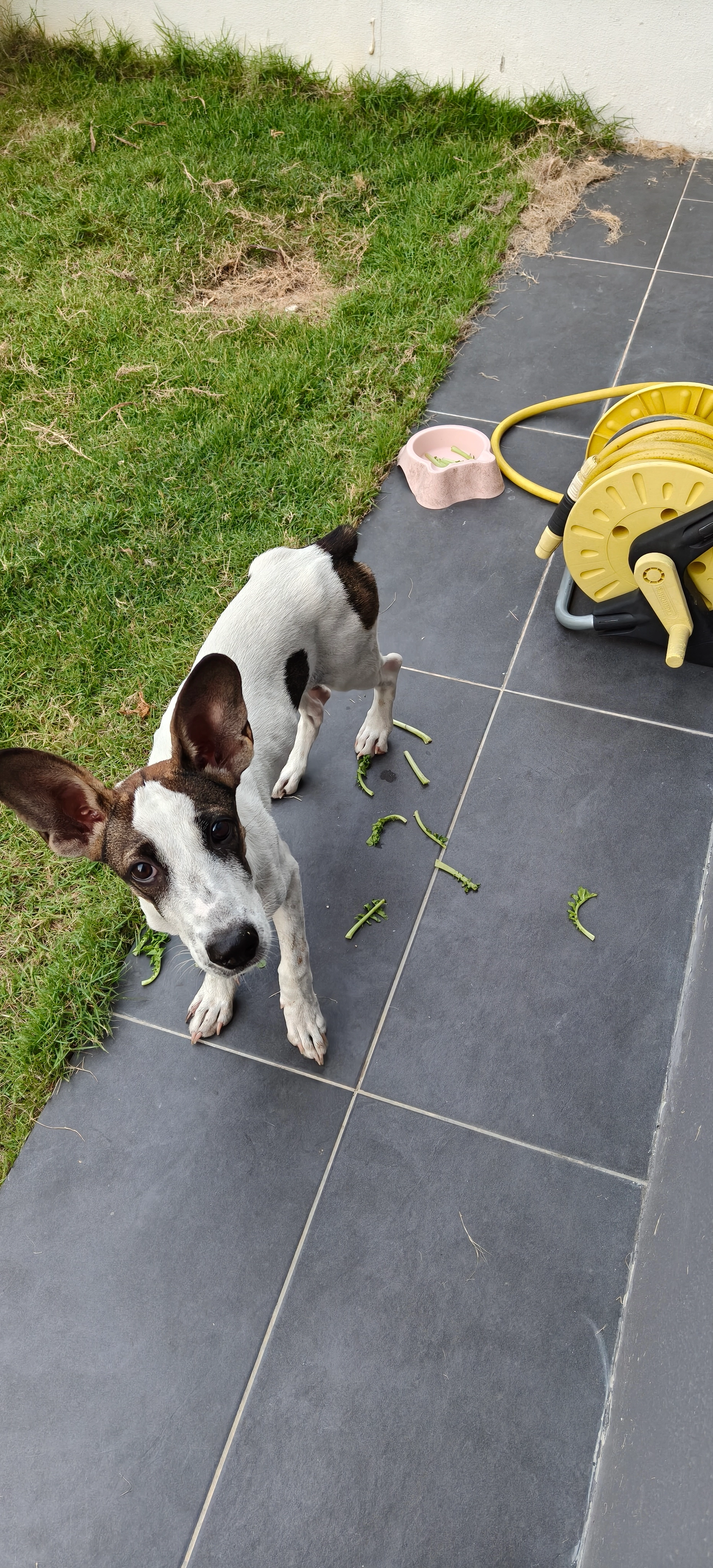 Dona - 40160, Shah Alam