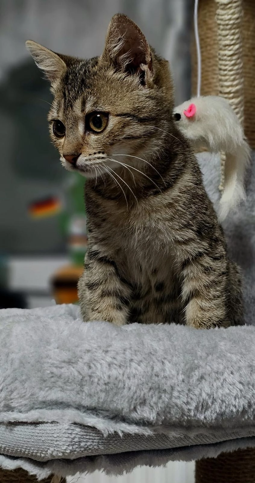 Kira  - Am Ziegelacker, Sigmaringen