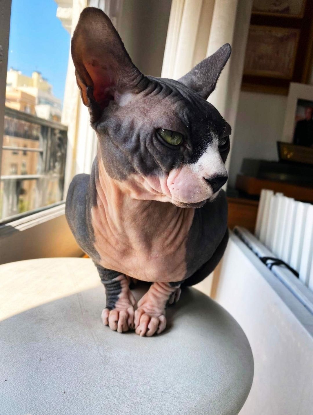 Cleopatro - La Pedriza, Cotos de Monterrey