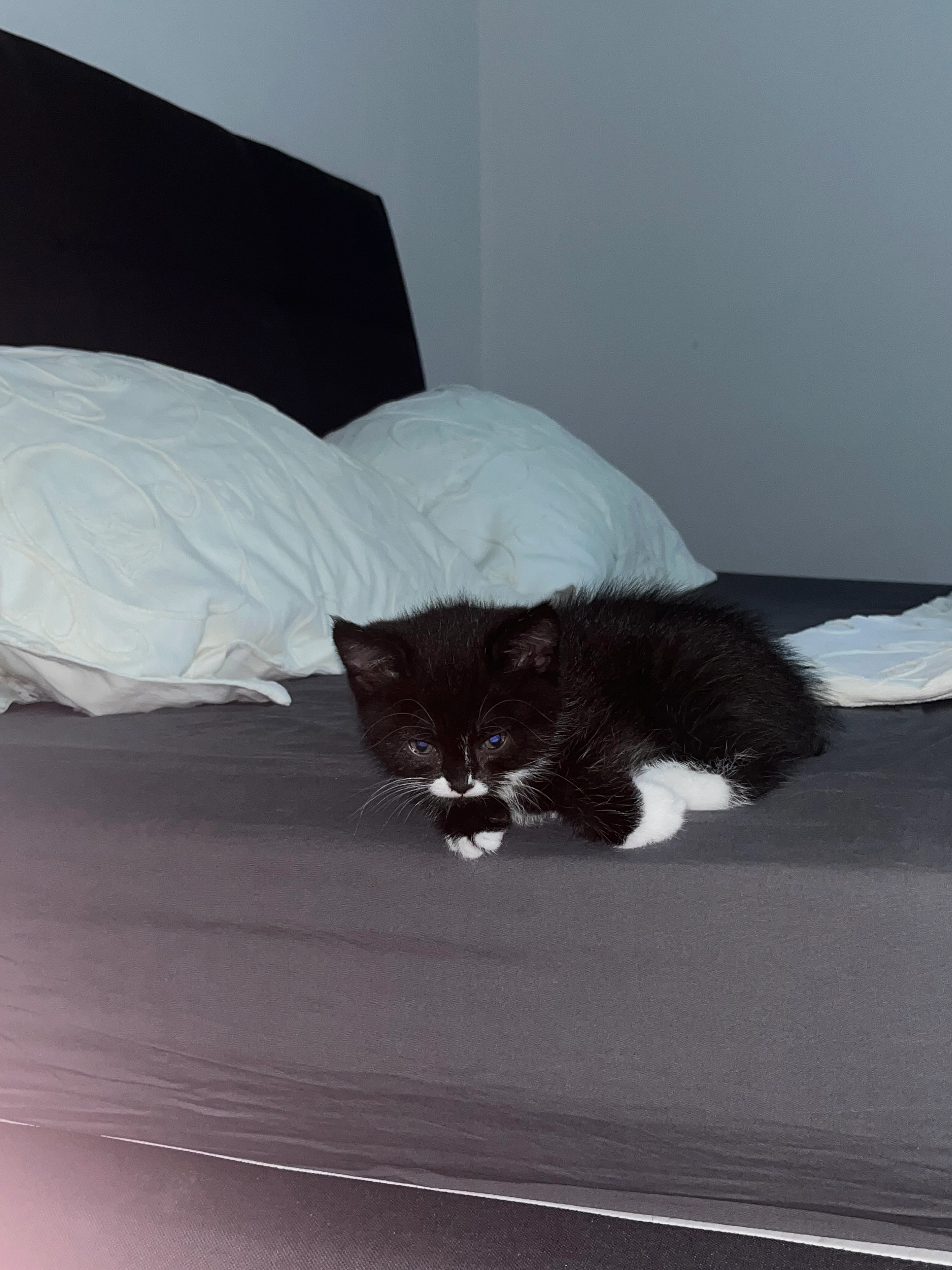 Borz - Gailinger Straße, Gottmadingen