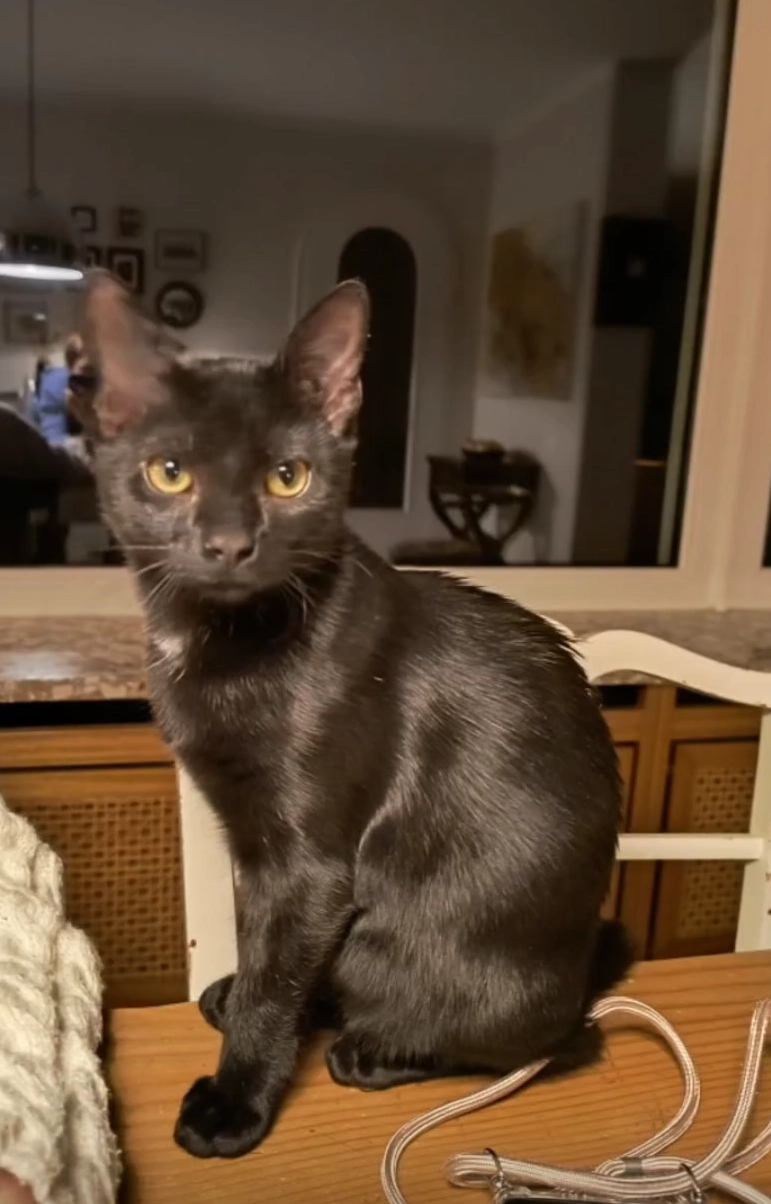 Rosa - Am Eulenberg, Leinfelden-Echterdingen