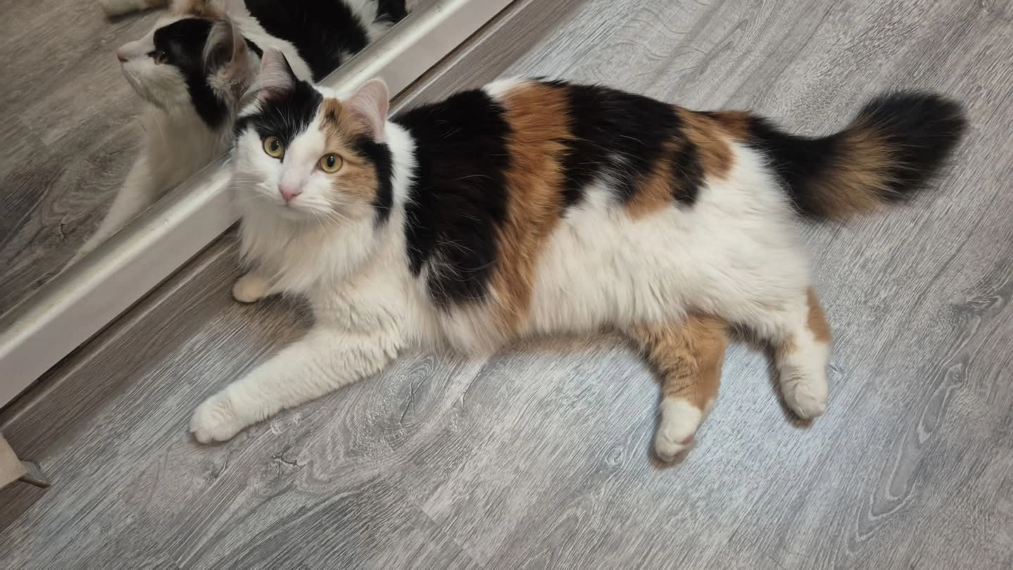 Zelda - Rue Grande, Anhée