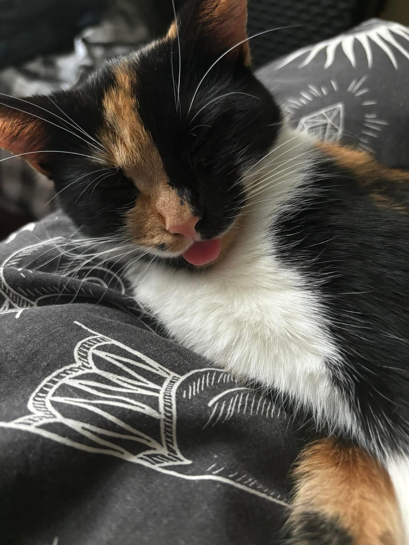 cosmo - St. Augustines Road, Wisbech