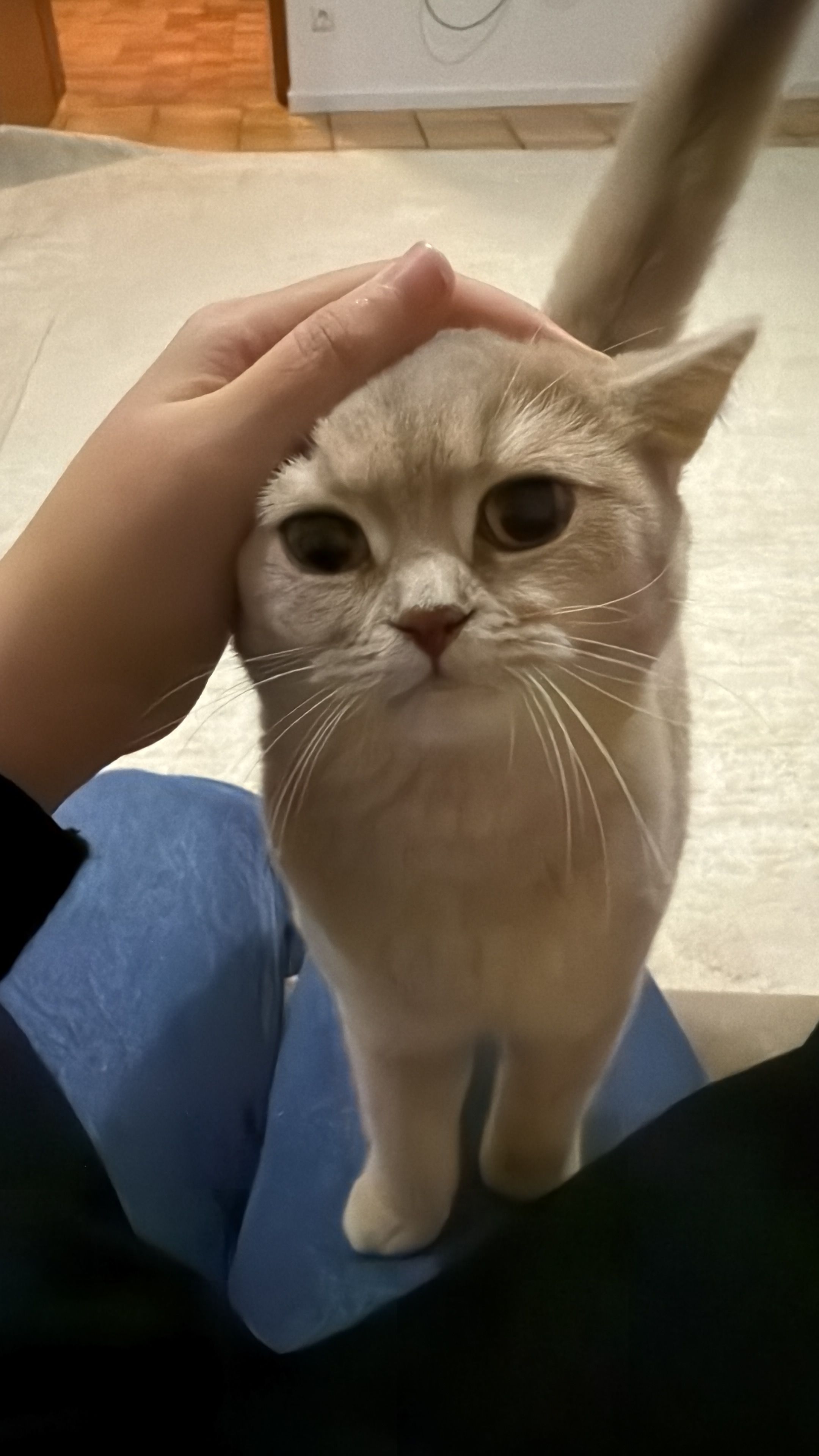 Frida - Anton-Uhrenbacher-Straße, Rust