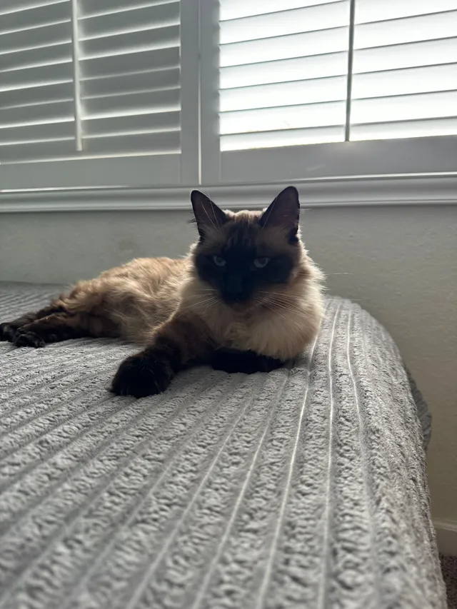 Smokey  - Brabham St, El Cajon