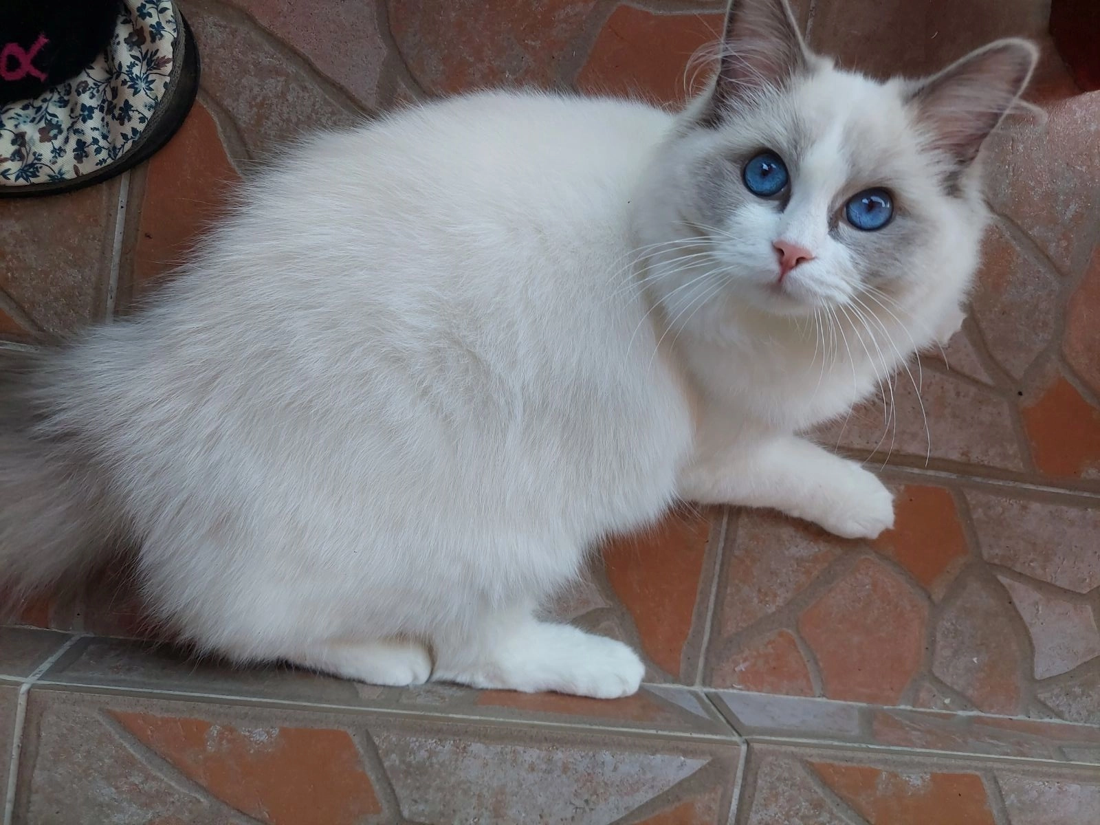 Zoey - Karakaj, Zvornik