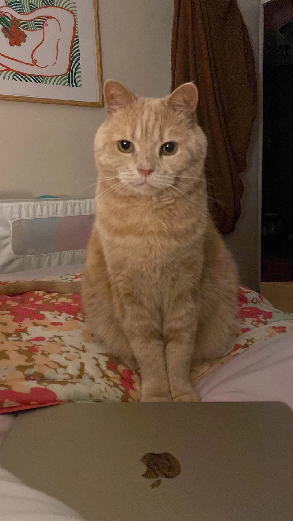 Morris - Biddlestone Road, Newcastle upon Tyne