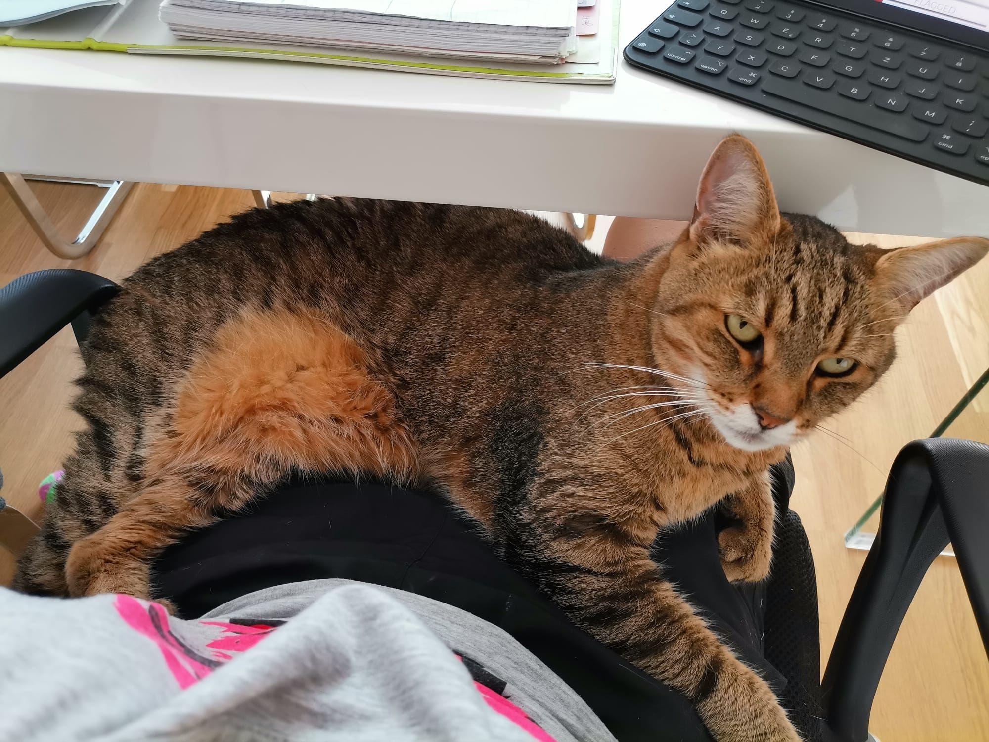 Simba - Feuerwehrgasse 12, Purbach am Neusiedler See