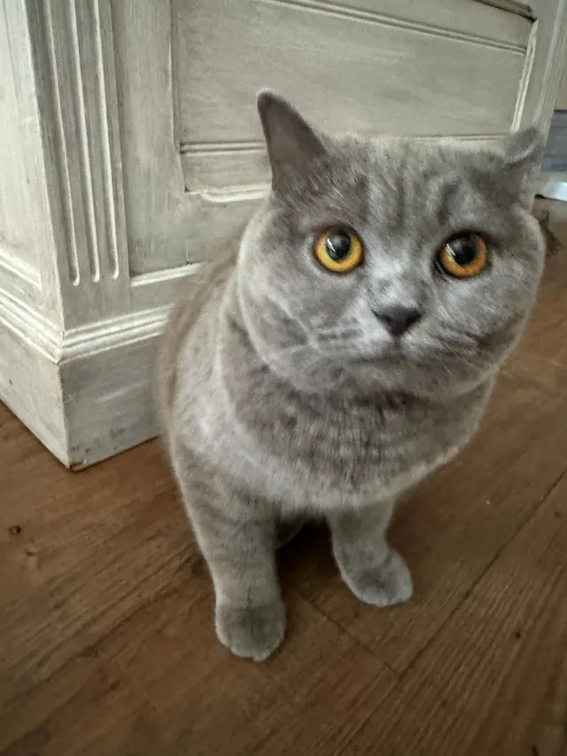 Lyla - Vawser Crescent, Peterborough