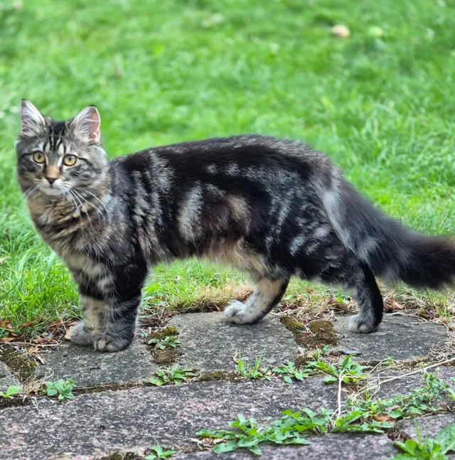 Shanti  - Capthorne Avenue, Harrow