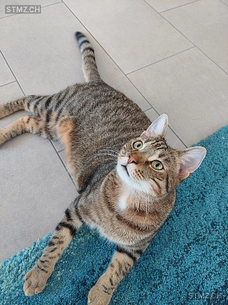 Charly - Mattenweg, Aarau Rohr