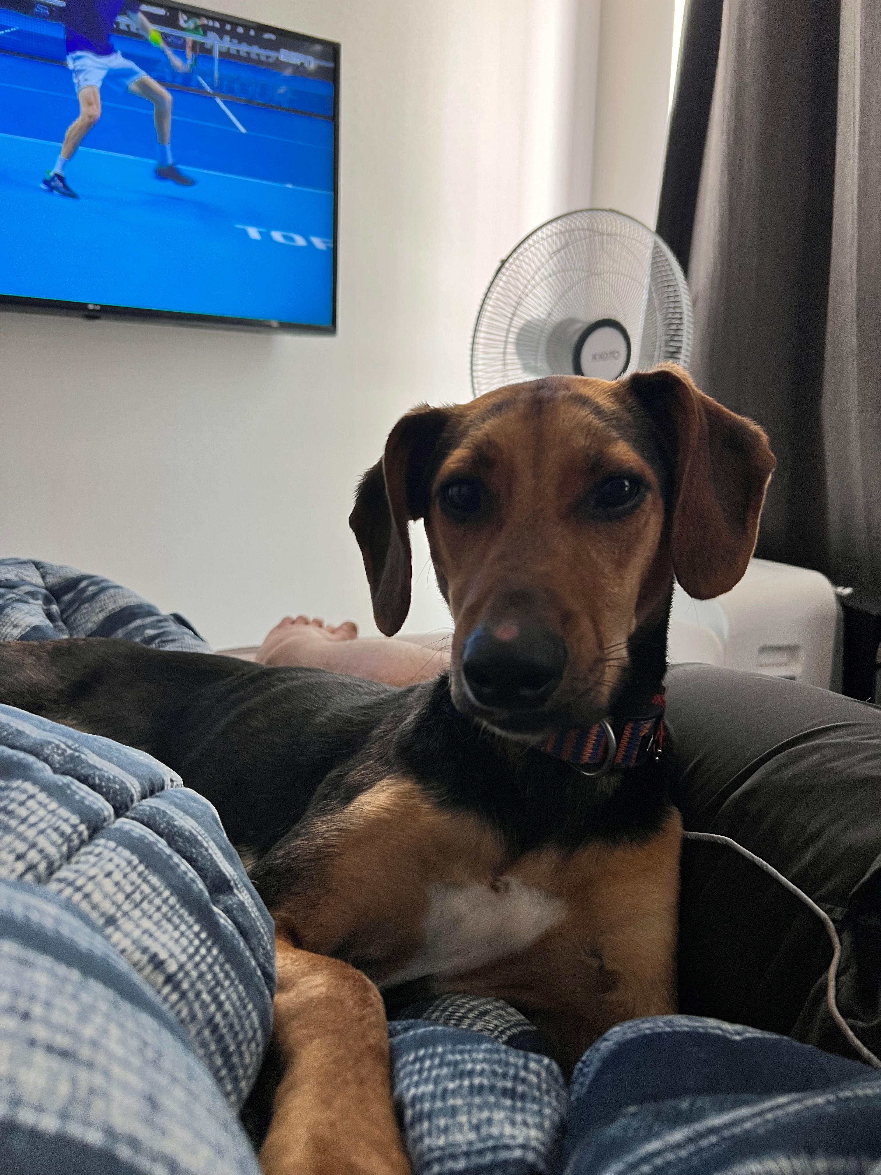 Holly - Avenida de la Universidad de Elche, Elche