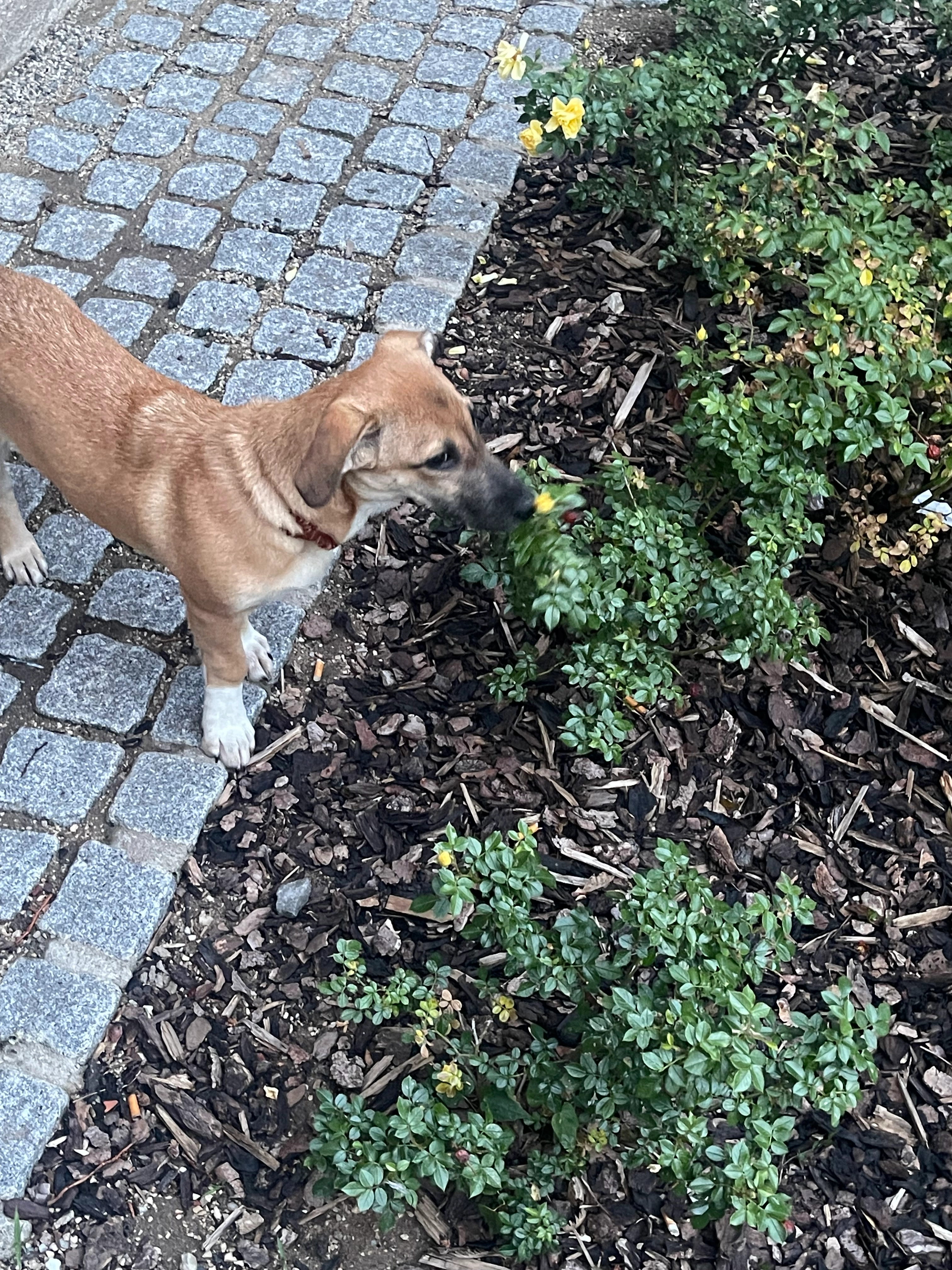 Amy - Frankenstraße, Nürnberg