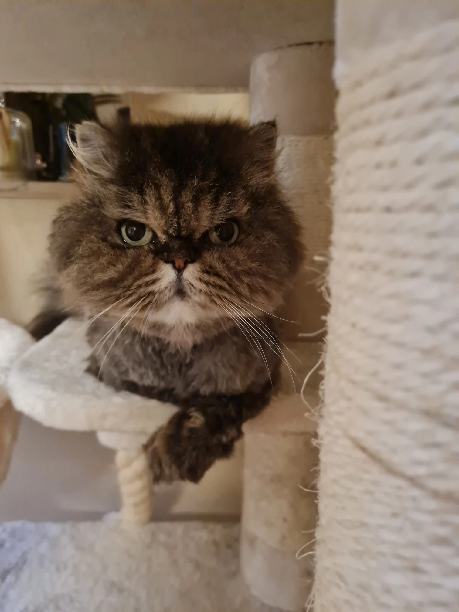 Lotje - Aartshertogenstraat, Landgraaf