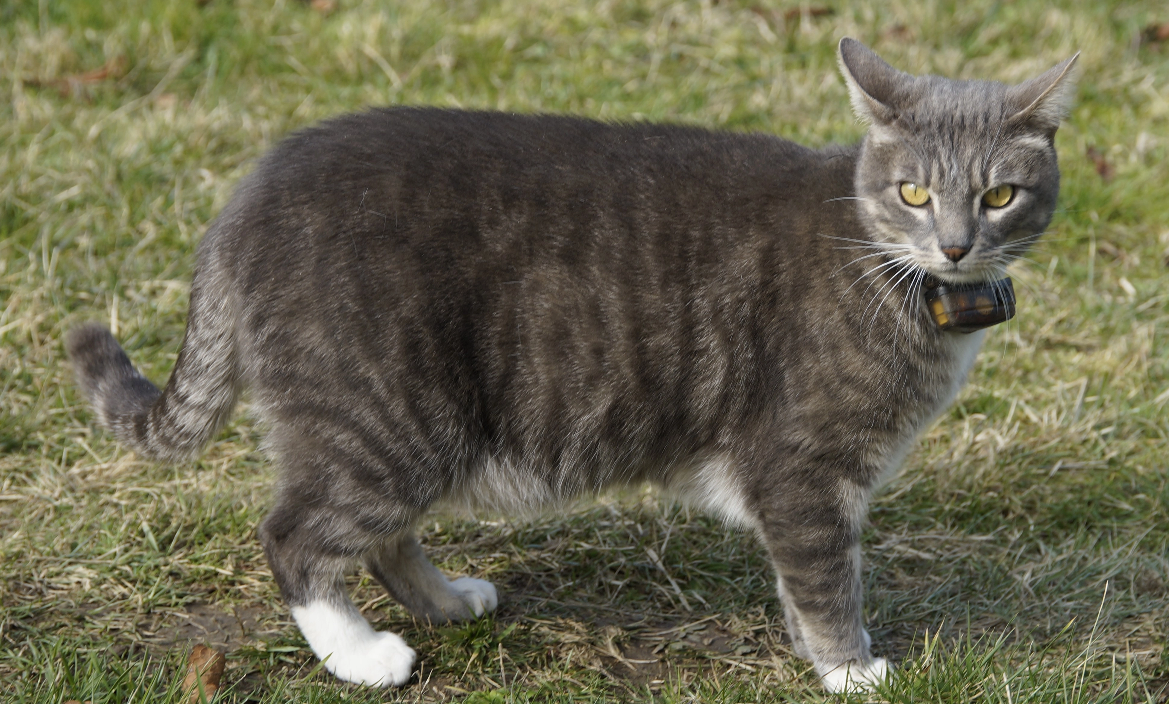 Chaussette - Rue du Jonan, Saint-Laurent-d'Agny
