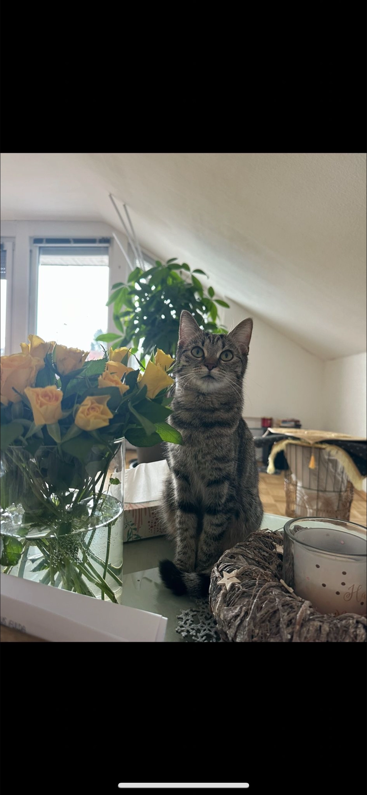 Missing Cat - Friedrich-Fröbel-Weg, Petersberg