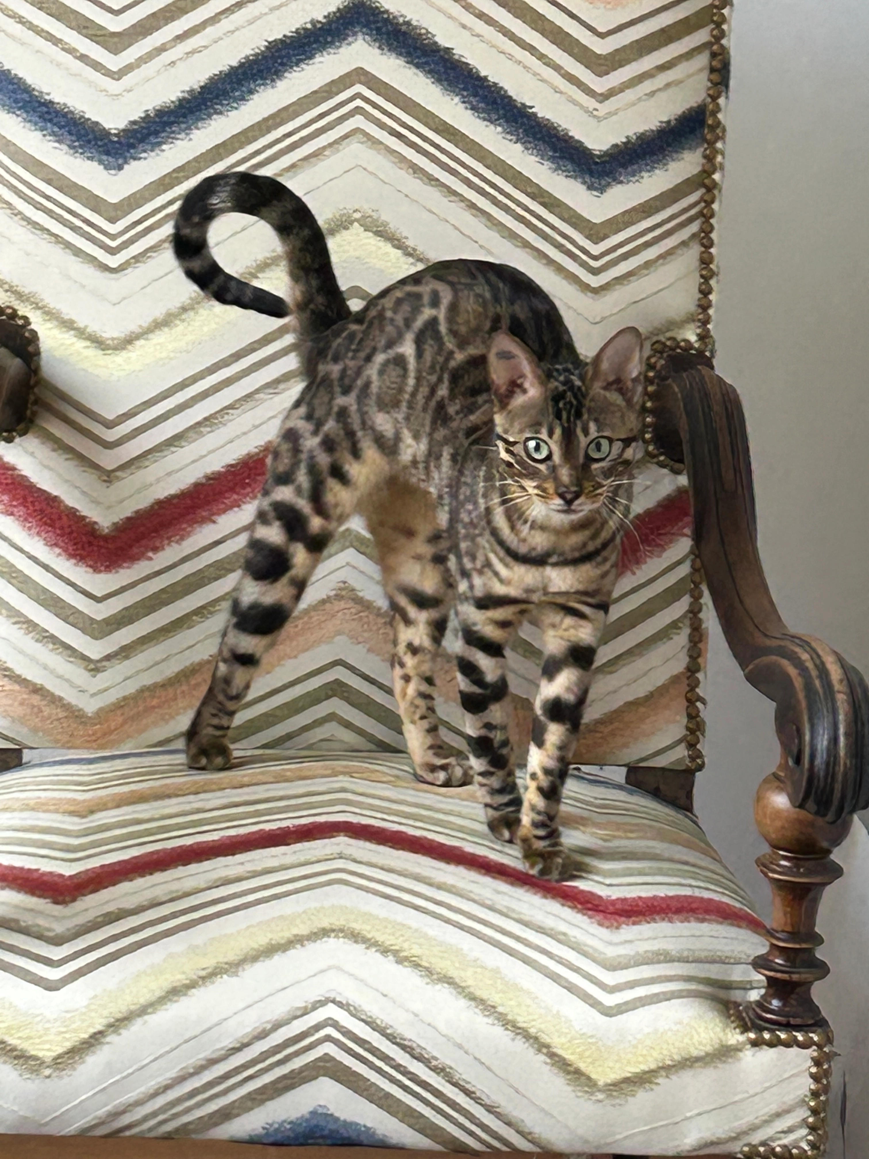 Vaia - 3 Rue de Lannoy, Lille