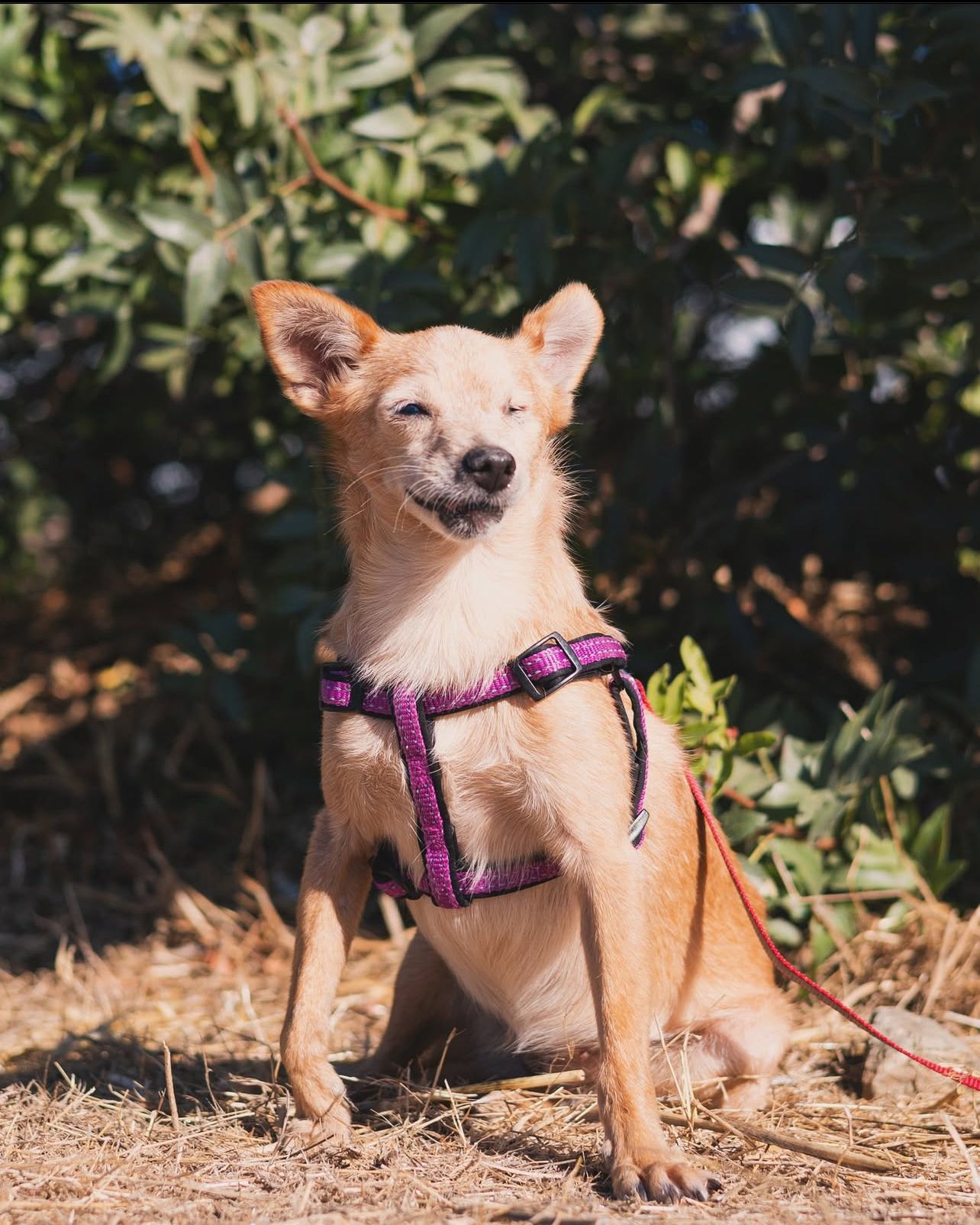 Amelia  - Place Du Chariot, Dourdan