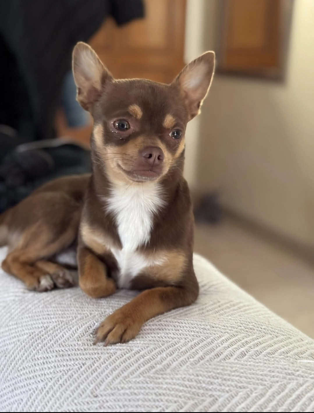 Paco - 597 Allée de Beuzemesnil, Turretot