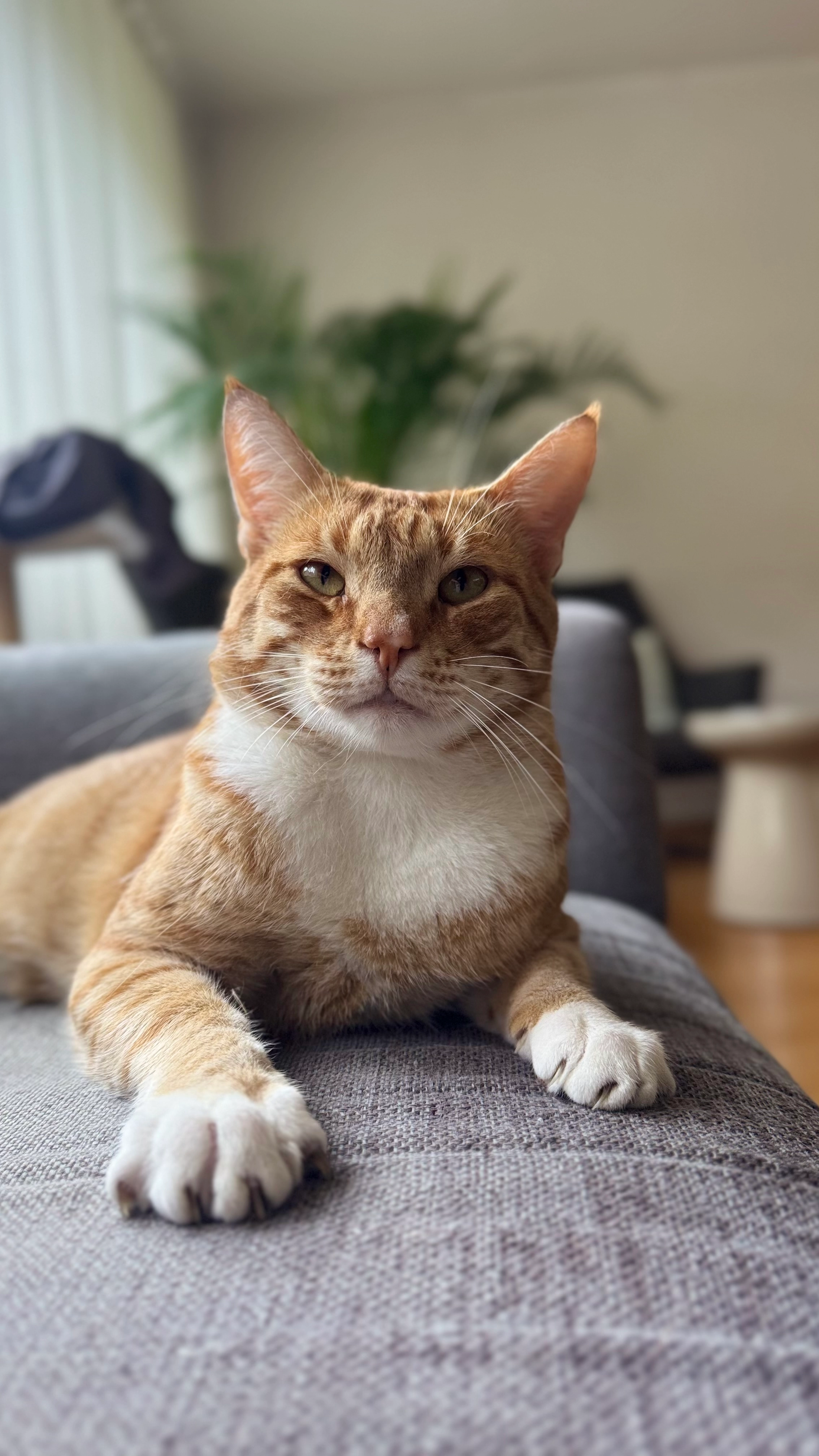 Thomas - Dokter B. Hornstrasingel, Bergum