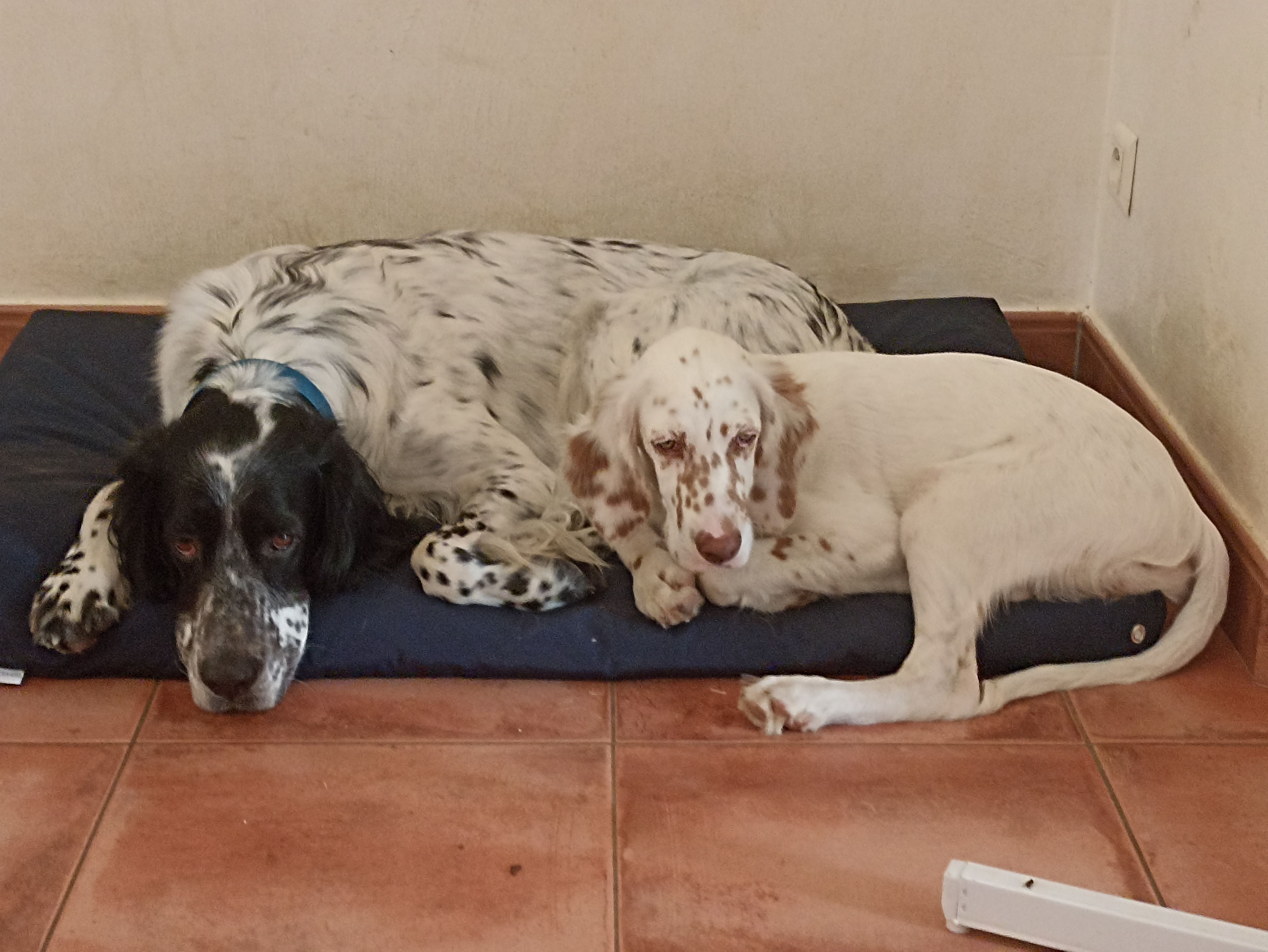 Ramsès et Vulcan  - Route des Crêtes, Saint-Félix-de-Villadeix