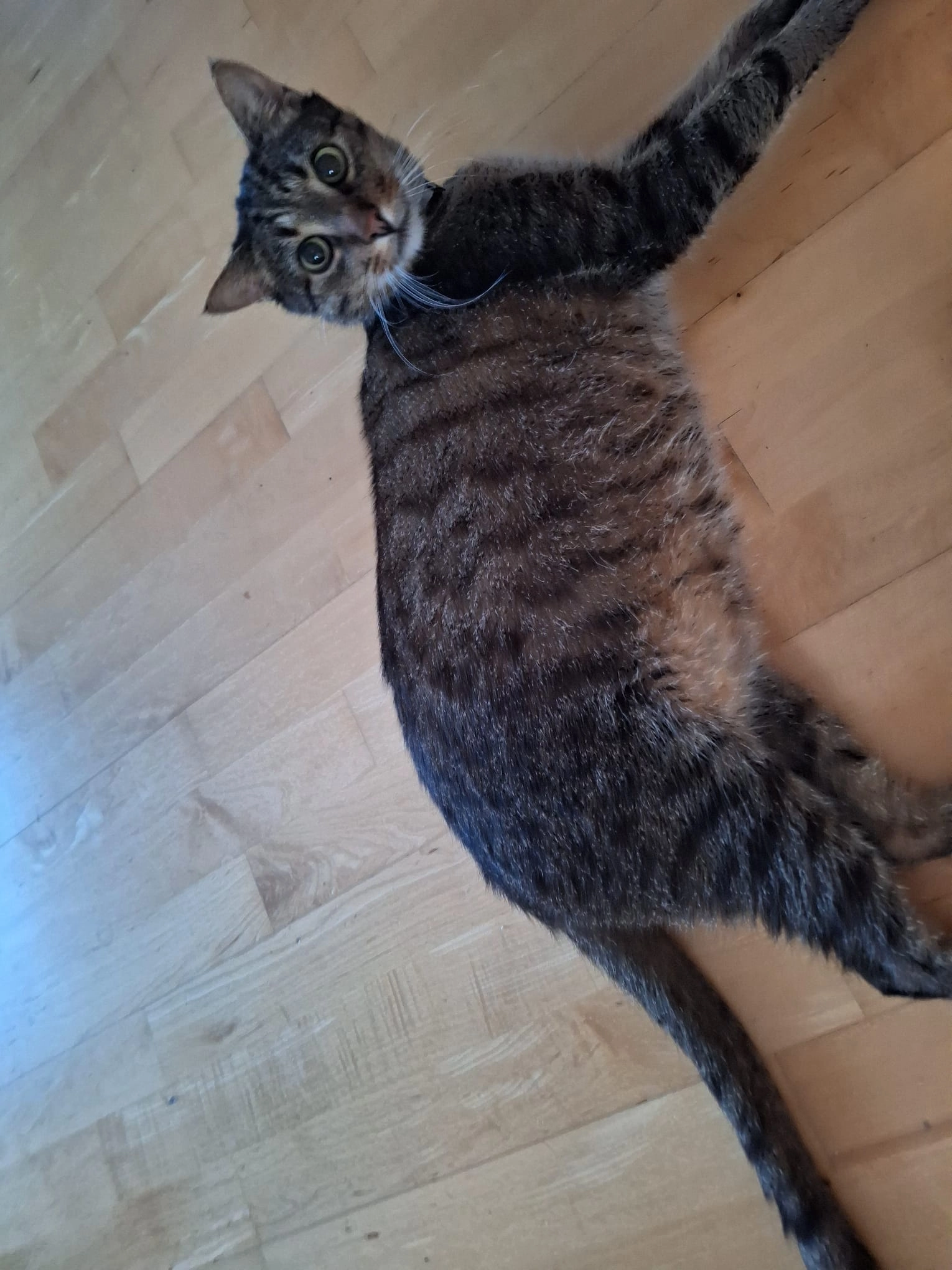 Stupsi - Gorintschach 55, Sankt Jakob im Rosental