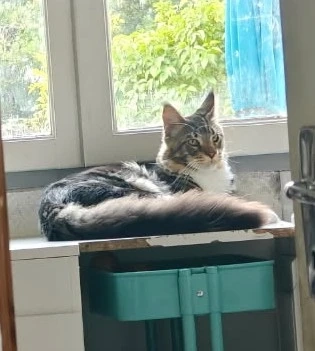 Simba - Route de Rochefort, Fouras