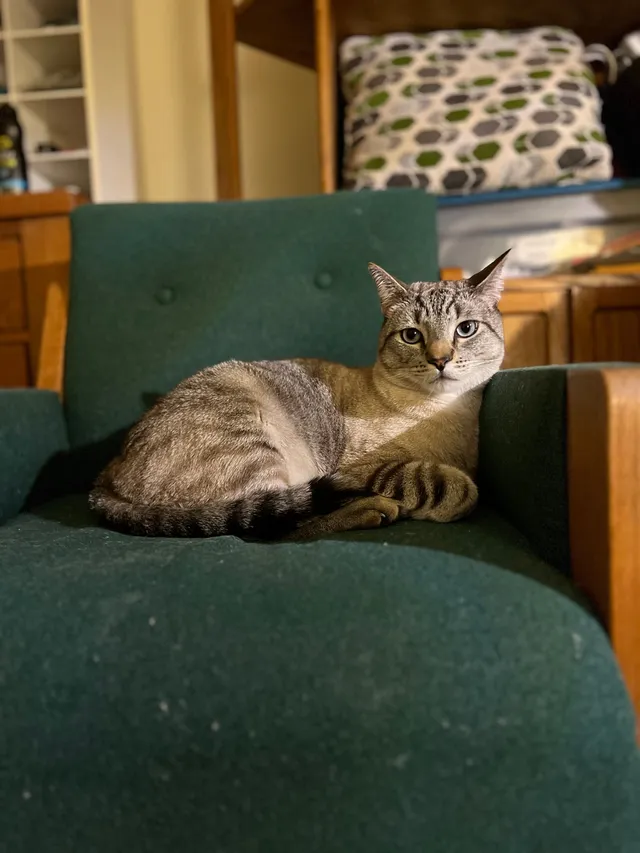 Cat - Via Madrid, Murrieta
